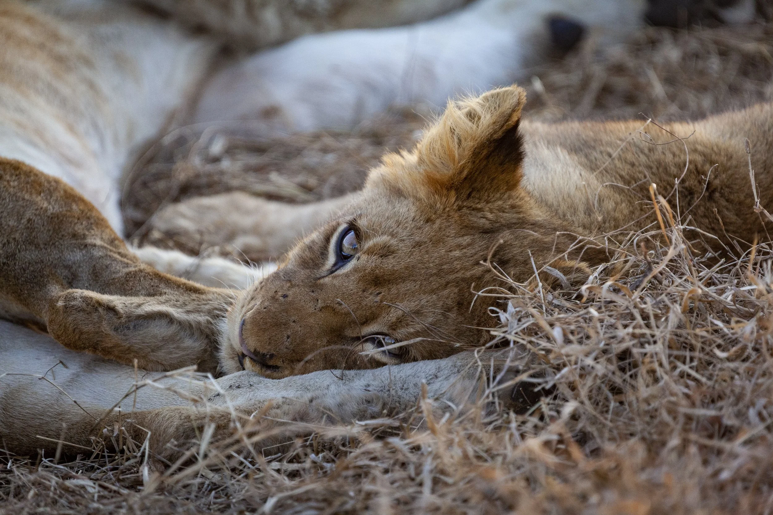 210731_lions_lightened-1 reduced.jpg