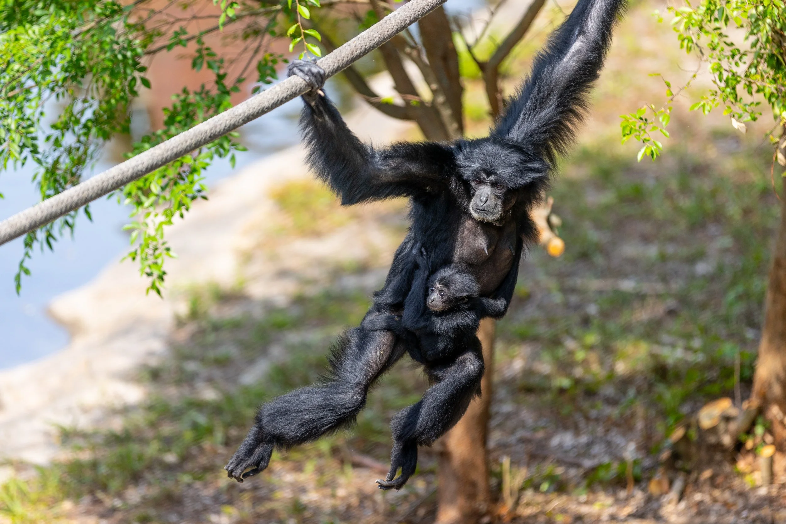 240625_SPF_SiamangBaby-1.jpg