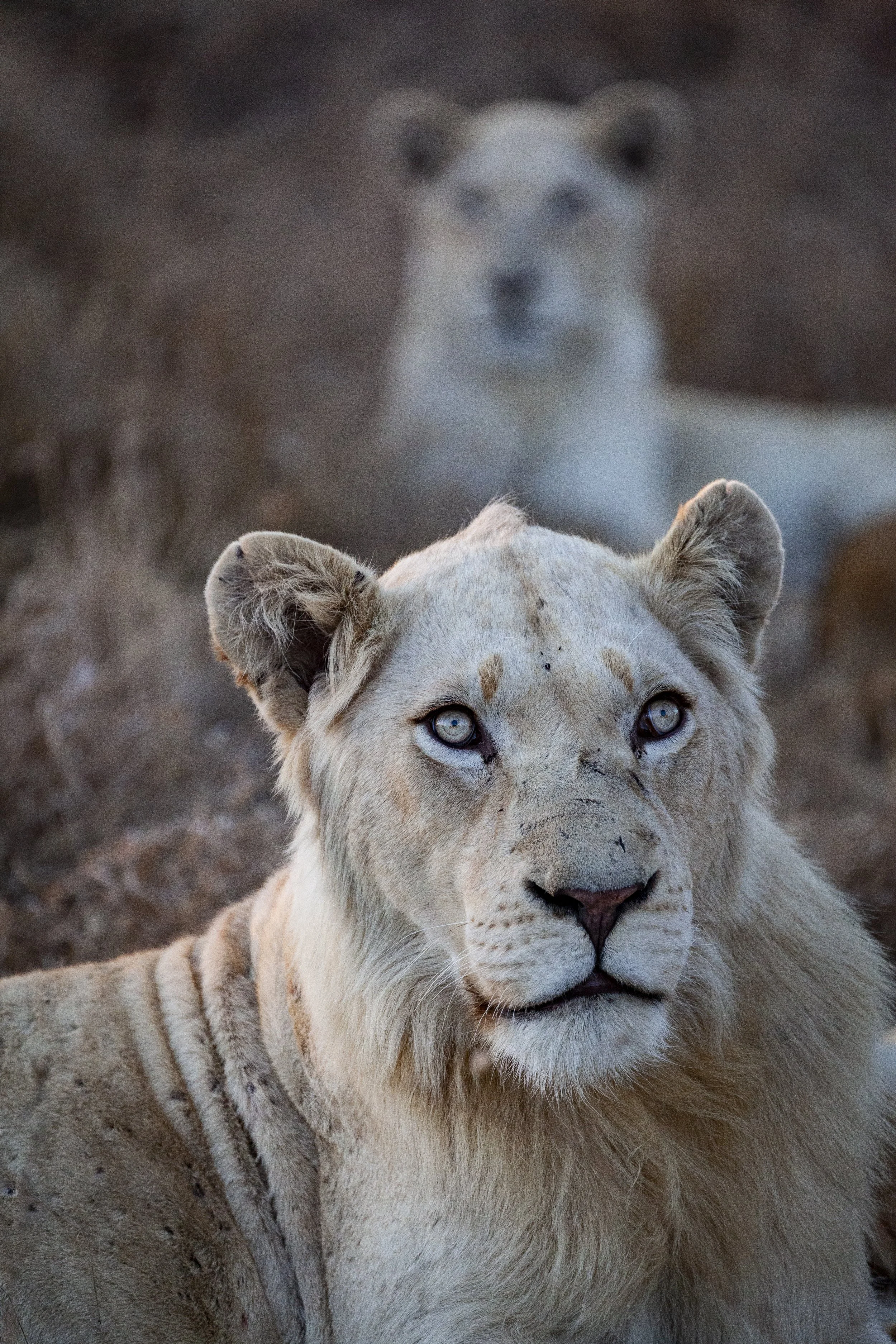 210731_lions_lightened-6.jpg