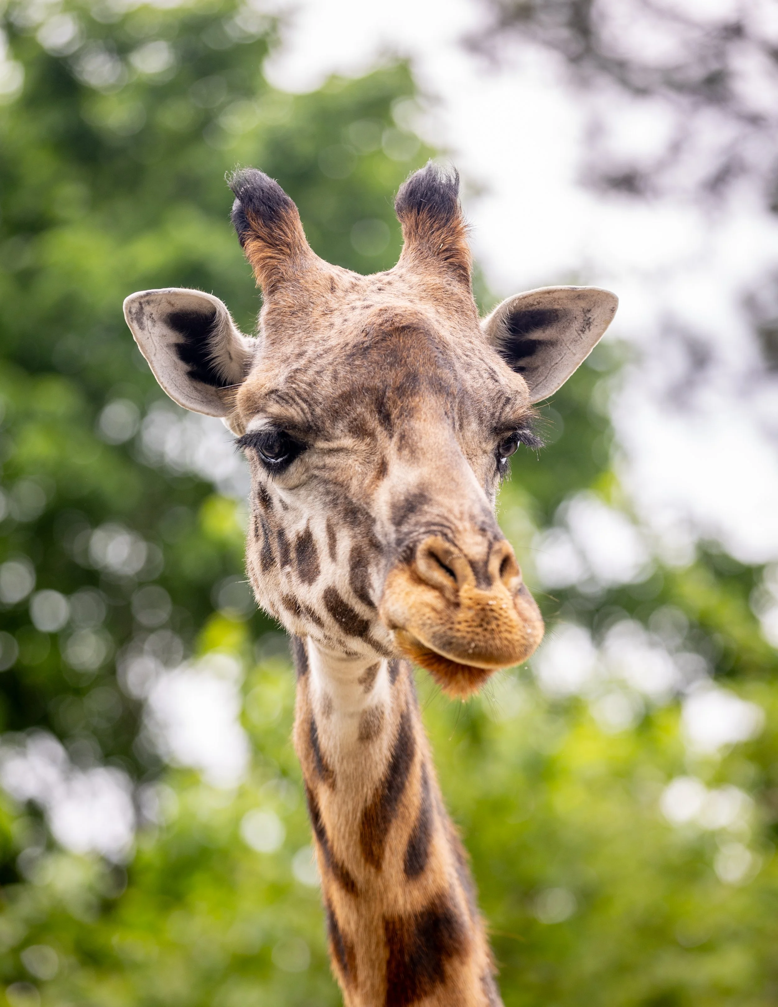 240509_SPF_MasaiGiraffe_Cover-3.jpg