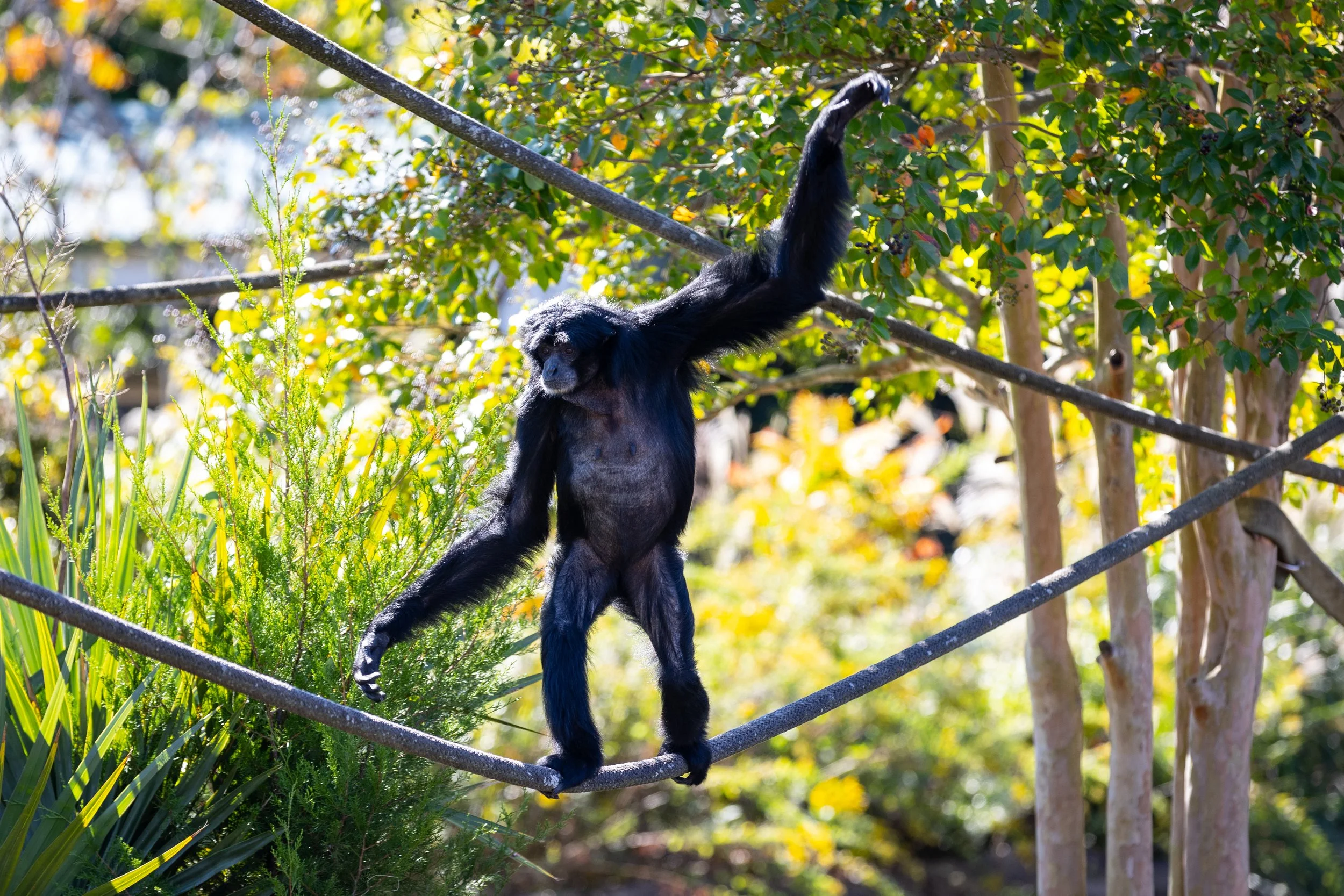 231019_SPF_Siamang-1.jpg