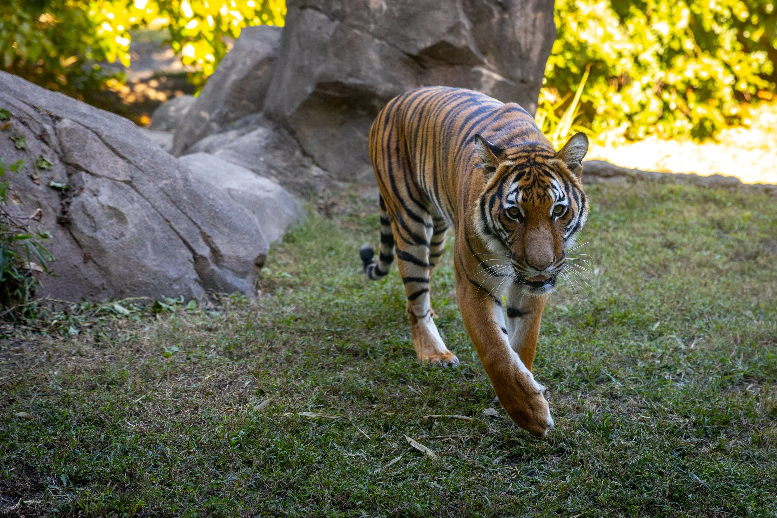 231018_SPF_MalayanTiger-1.jpg