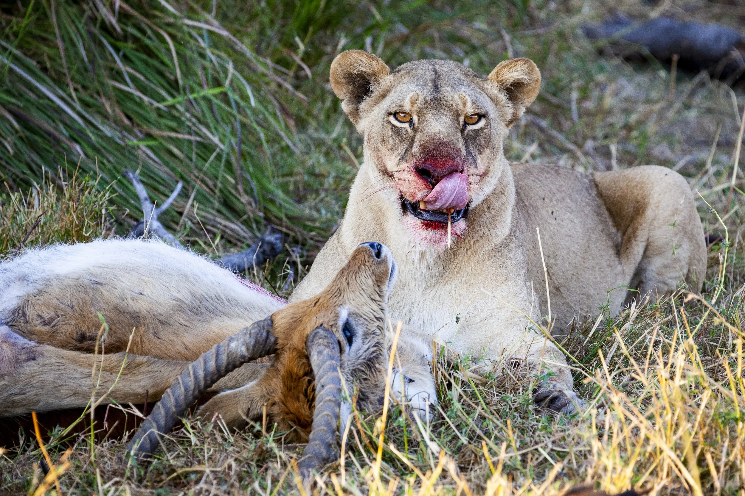 210807_lion -3.jpg