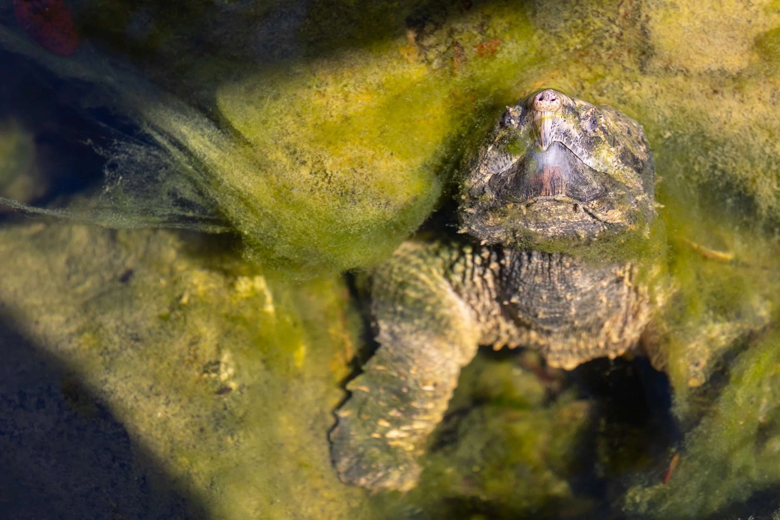 240314_SPF_AlligatorSnappingTurtle-1.jpg