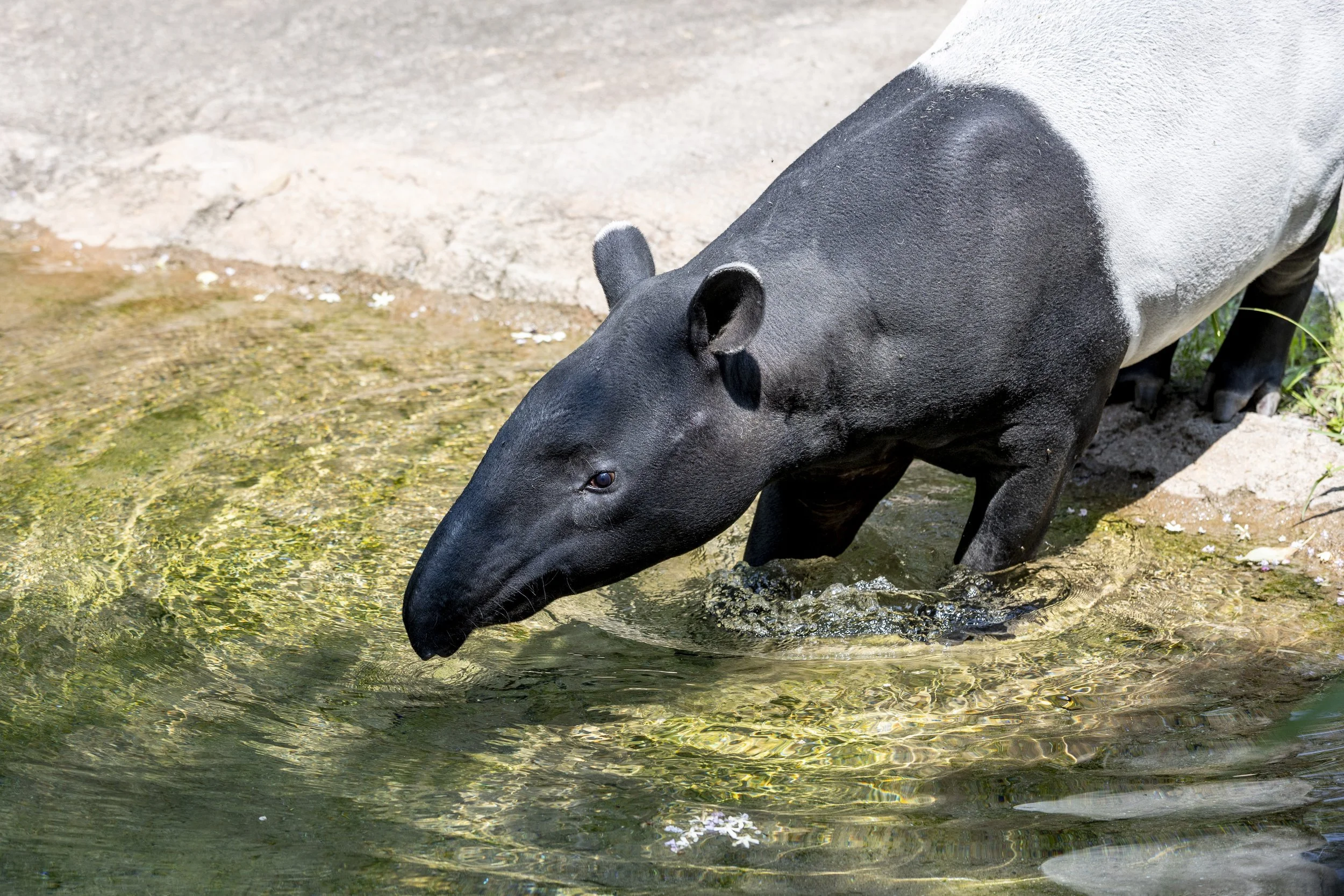 230802_SPF_Tapir-1.jpg