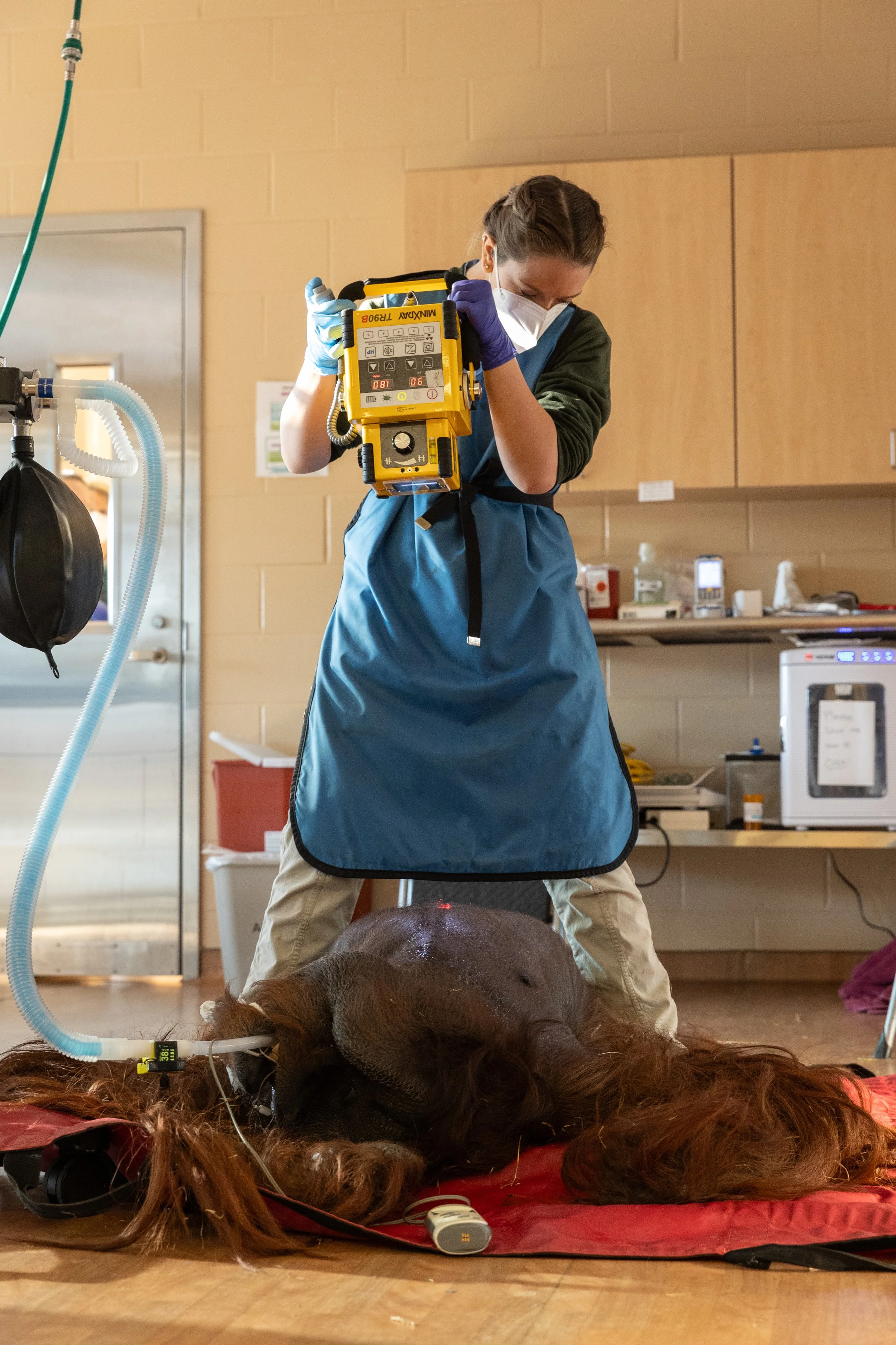 231024_SPF_OrangutanExams-9.jpg