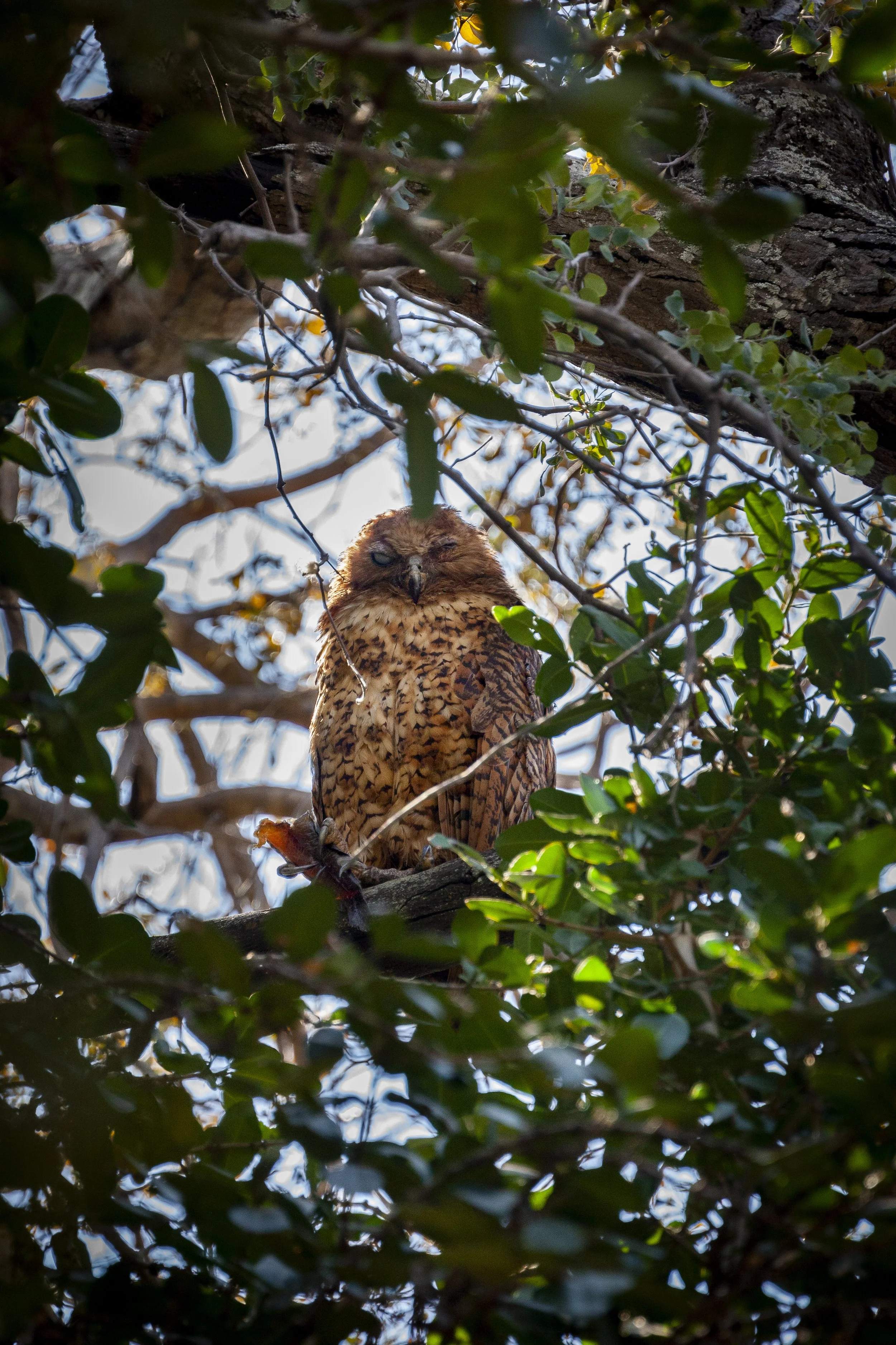 210806_birds-1.jpg