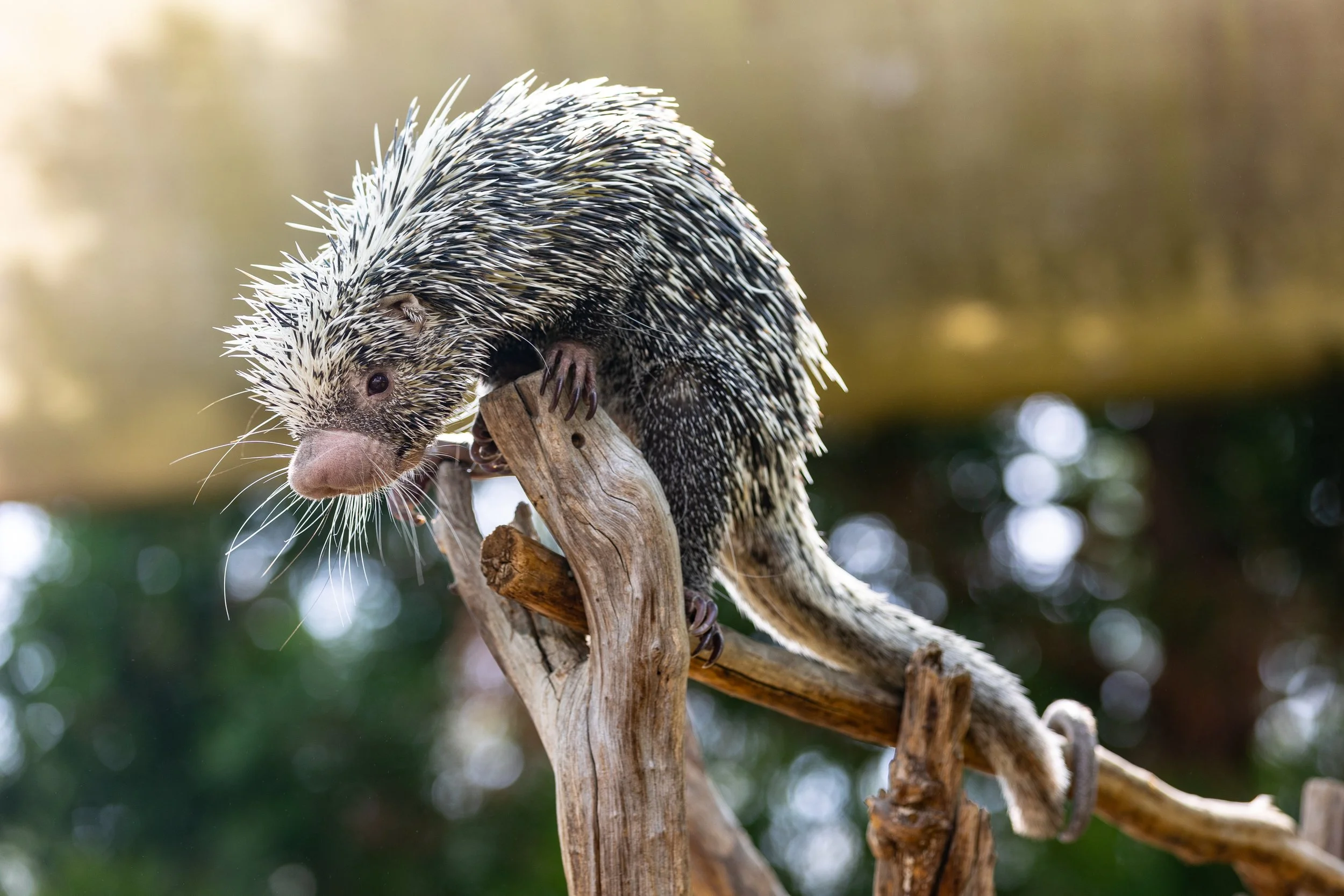 240401_SPF_PrehensileTailedPorcupine-4.jpg