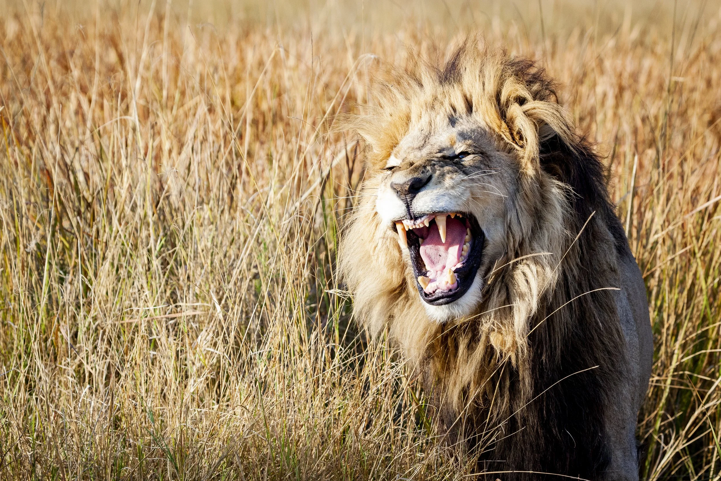 210805_lion-3.jpg