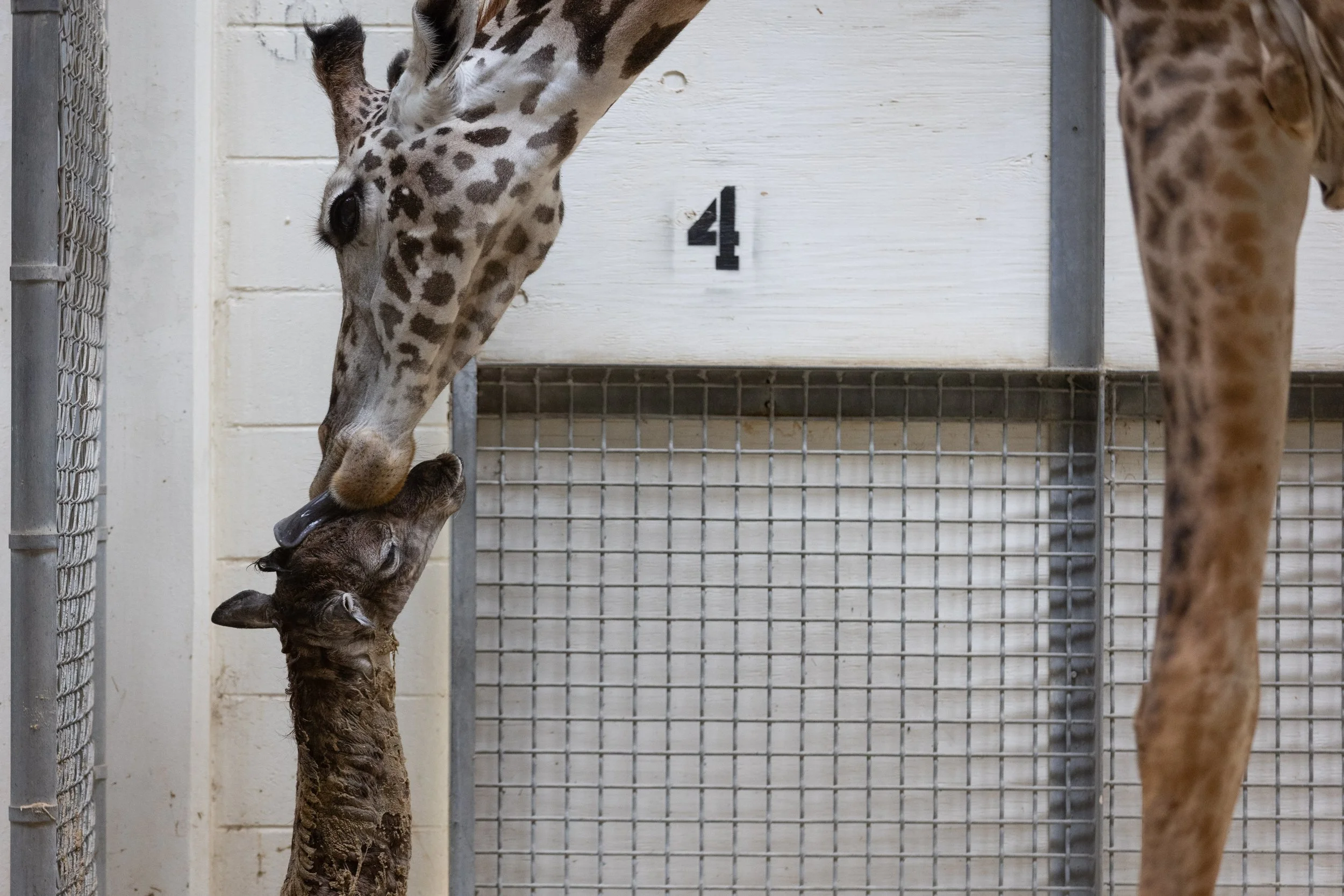 230824_SPF_GiraffeBirth-13.jpg