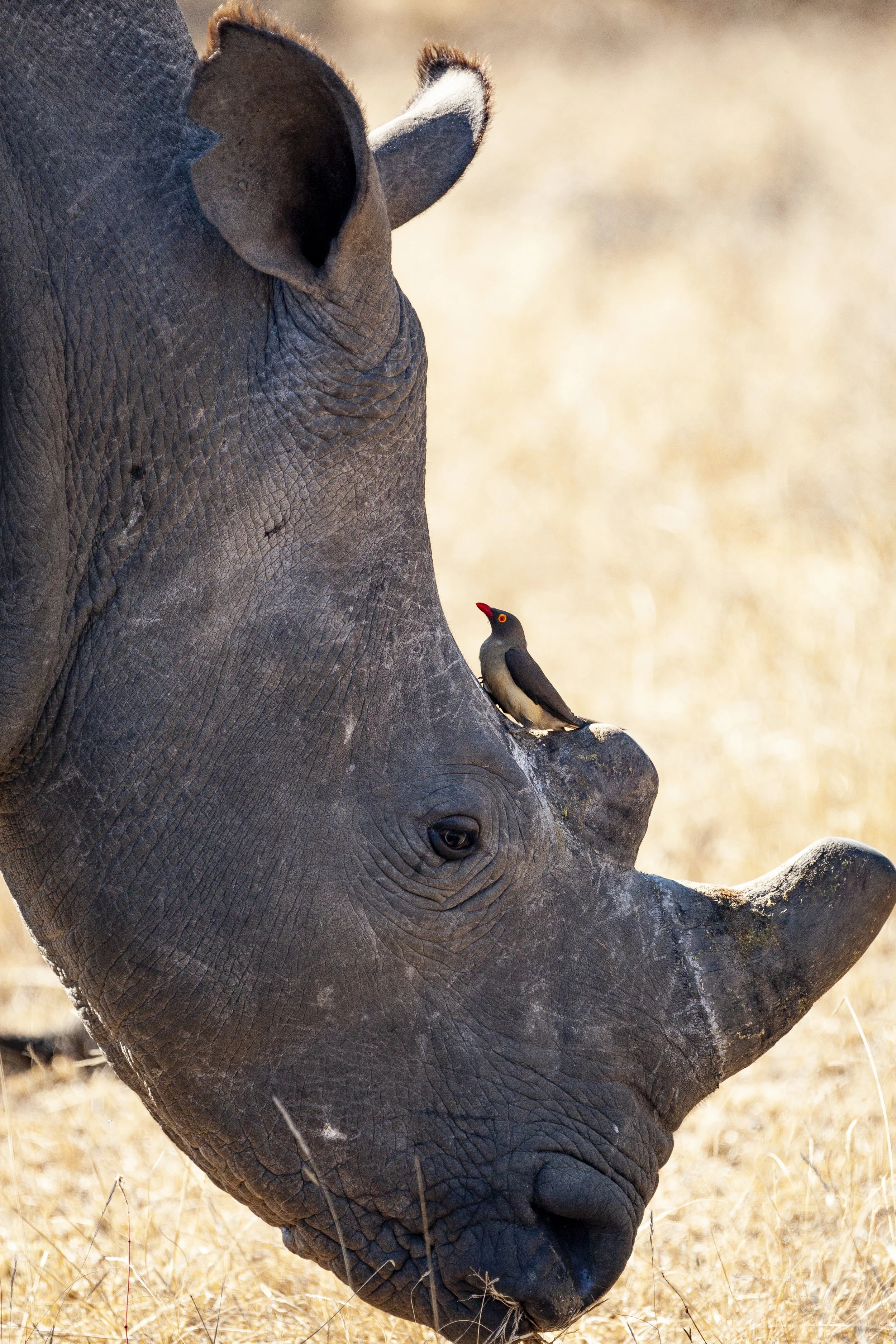 210801_rhino-1.jpg