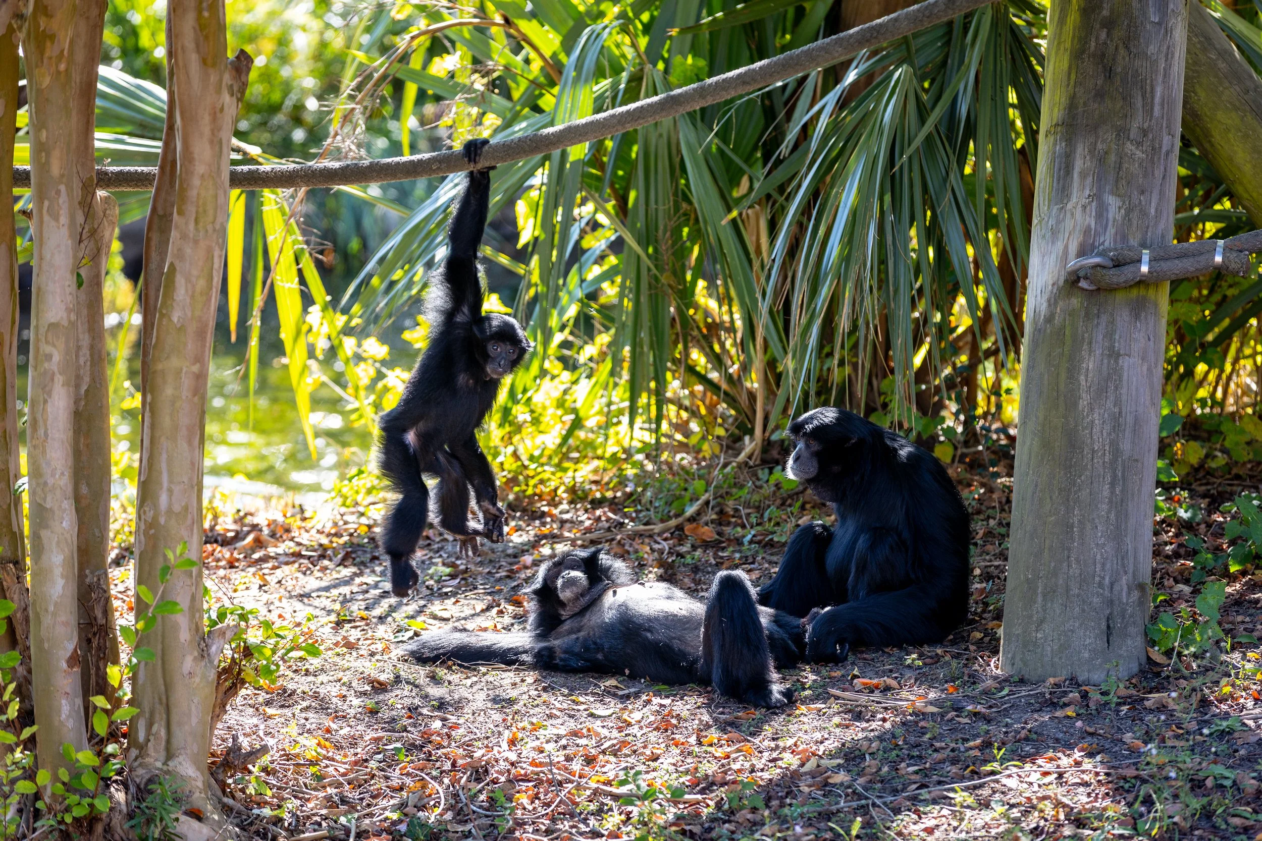 231019_SPF_Siamang-2.jpg
