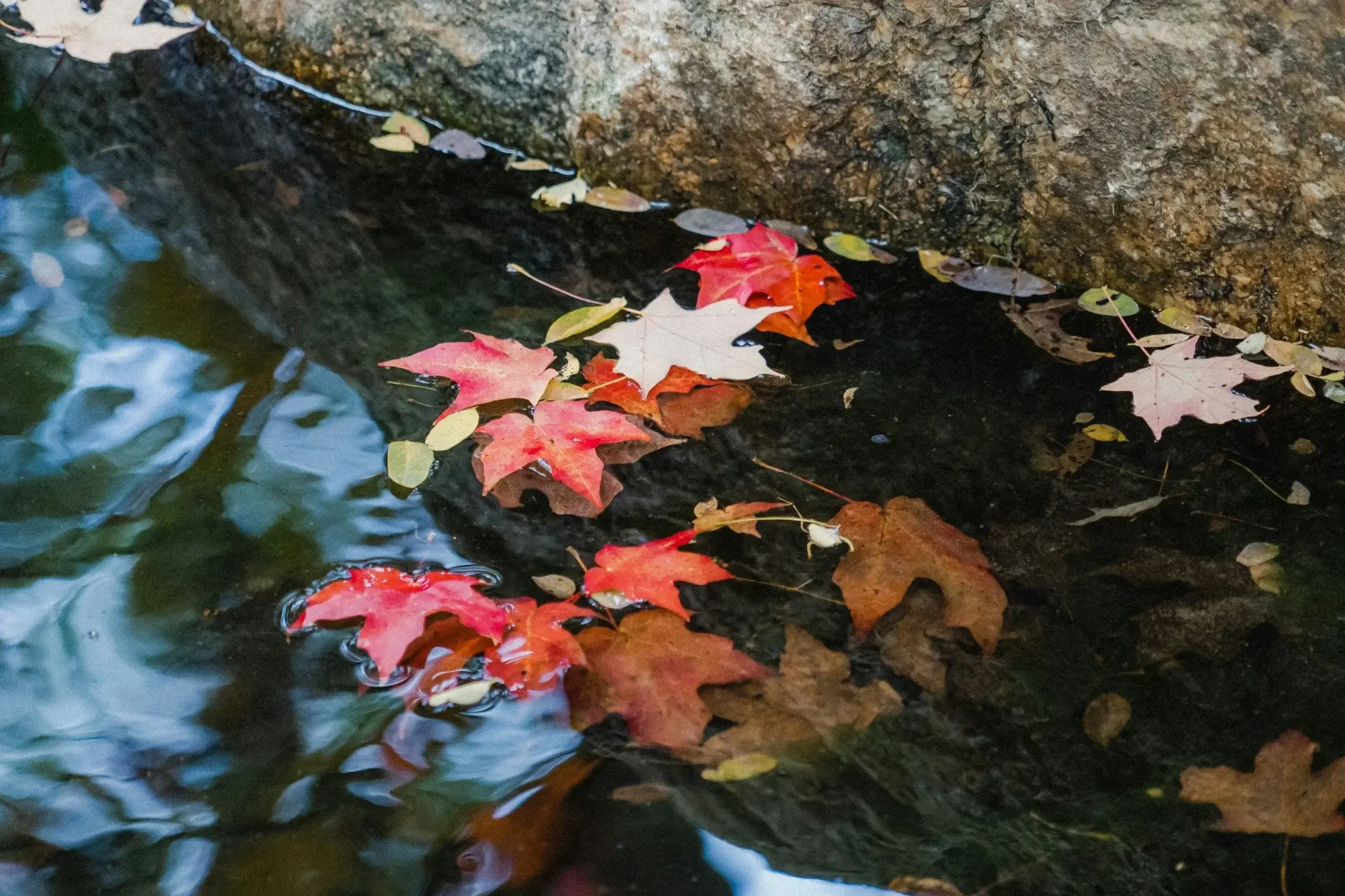 Photo of red and brown leaves on a stream, representing a mindfulness exercise that can help you overcome shame. You don't have to suffer with shame alone, get support from a therapist specializing in women and trauma.  90265 | 90049 | 90015