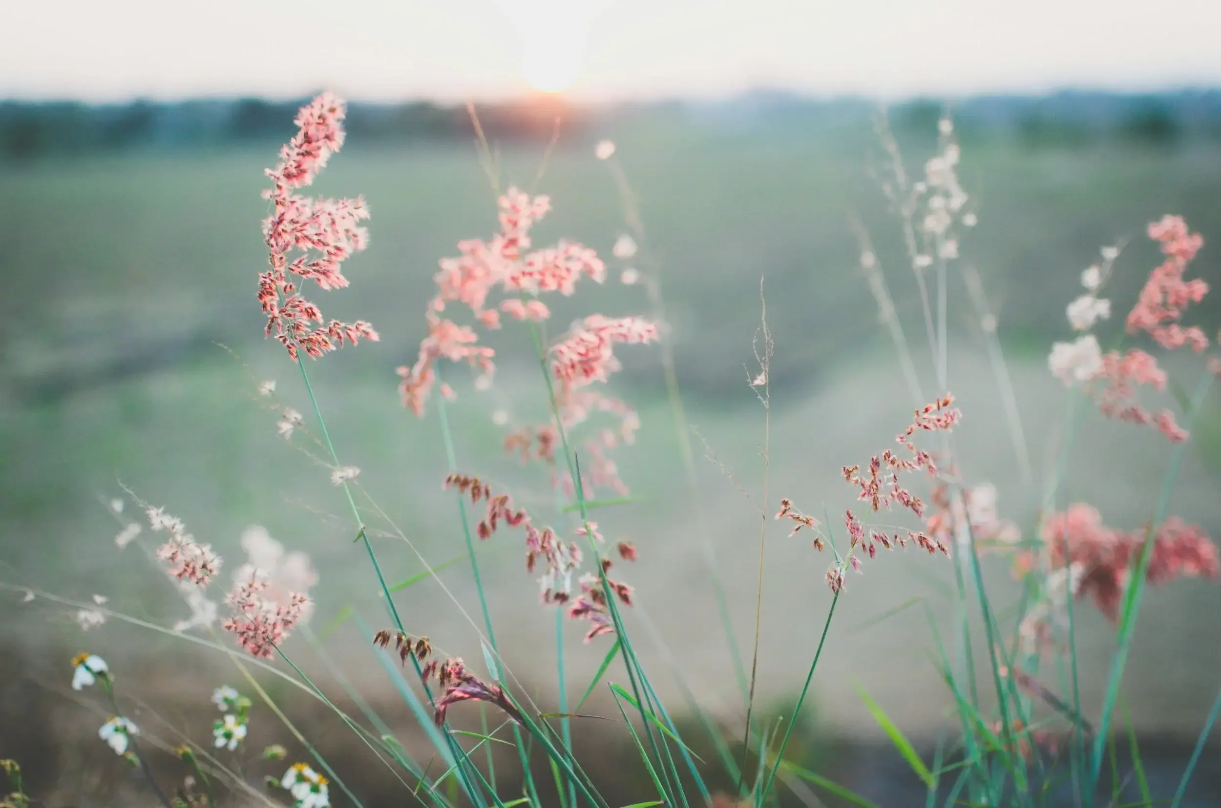 Photo of pink grasses in a breezy meadow, representing the peace that EMDR can bring. An online EMDR therapist for women can help. 90266 | 90277 | 90274