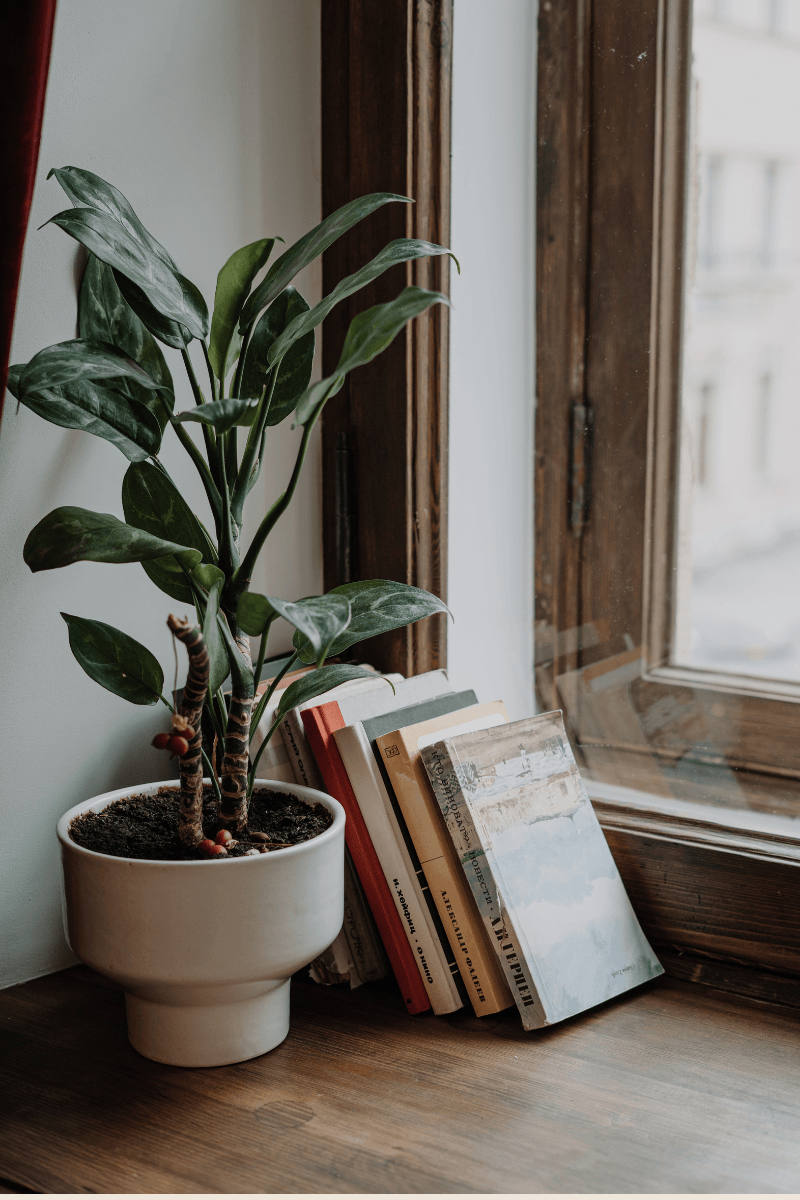 Image of a plant and books which represent self soothing activities that you can explore more in therapy with a psychologist who specializes in women's issues in Los Angeles 90277 | 90401 | 90094
