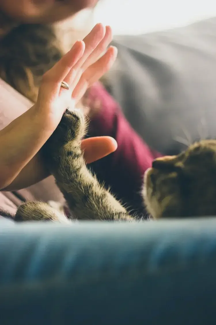 A cat holding their paw up to their humans hand, representing compassionate grief therapy sessions for pet loss in Los Angeles. 90027 | 90277 | 90401