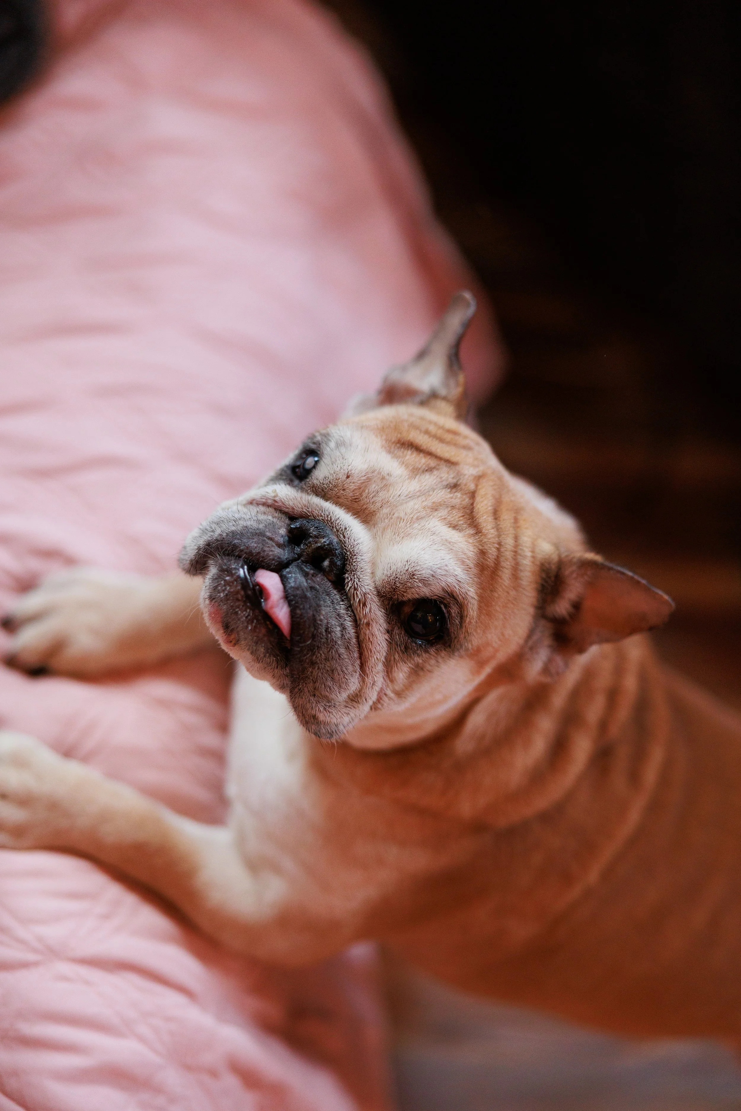 Princess Gert | In-home Angel Pet Portrait Photoshoot | Granville, NY