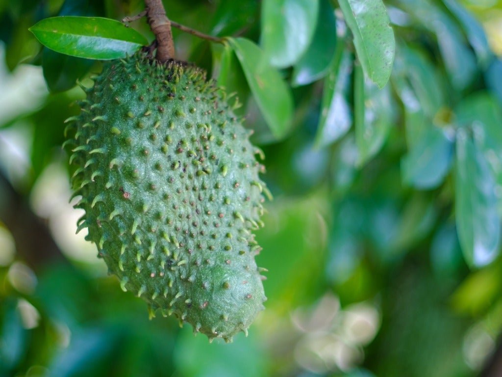 Soursop capsules