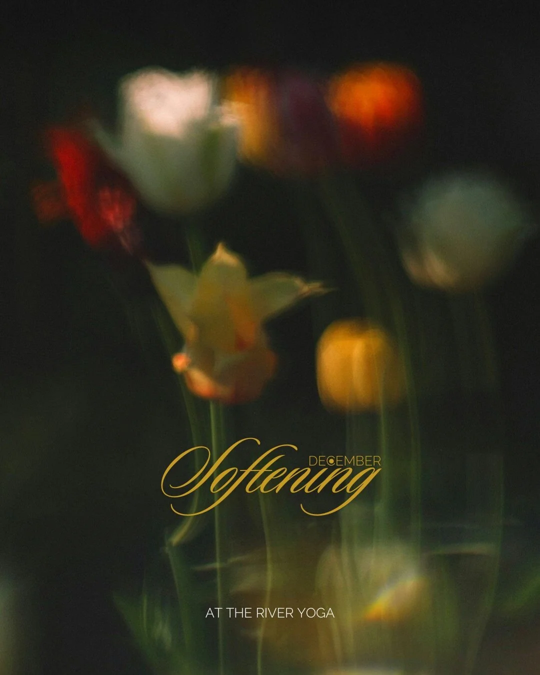 Softening into our final month of 2025 with extra long Savasana, dim lighting, supportive events, and many opportunities to plant seeds for the next year that lies ahead. 

Link in bio to join us on your mat 🤍

‼️CORRECTION‼️ Soul-stice class is on 