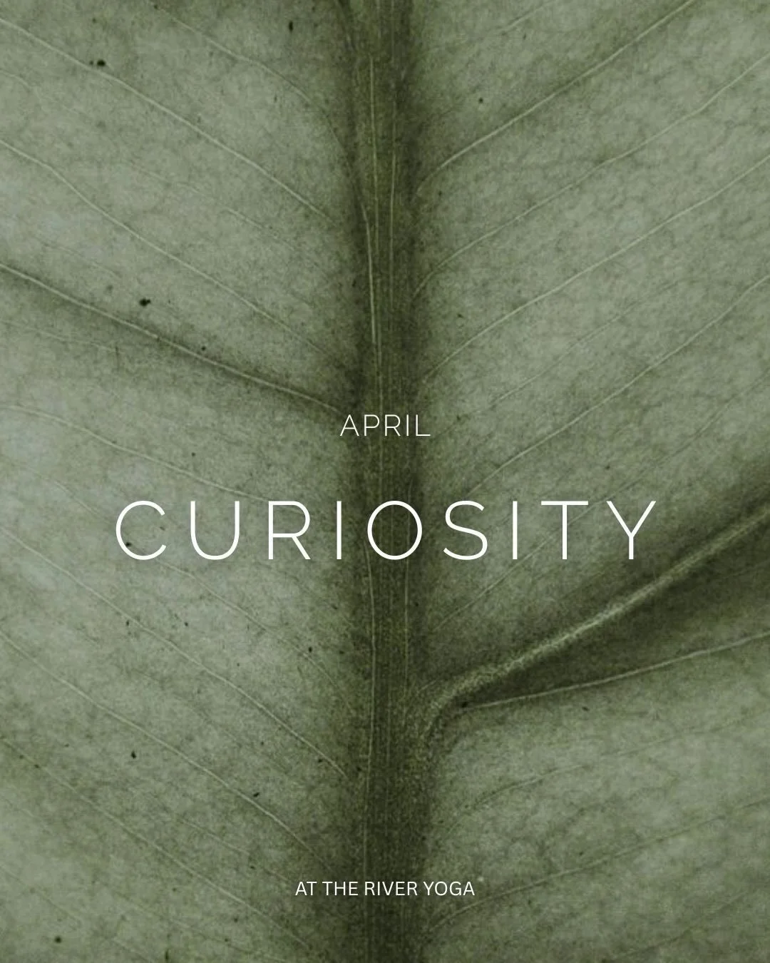 🌱 April 2026 Curiosity 🌱

This month, we will tune into curiosity - not as something to achieve, but as something to practice.

An invitation to be more interested than interesting&hellip; 
To soften assumptions and meet each moment with fresh awar