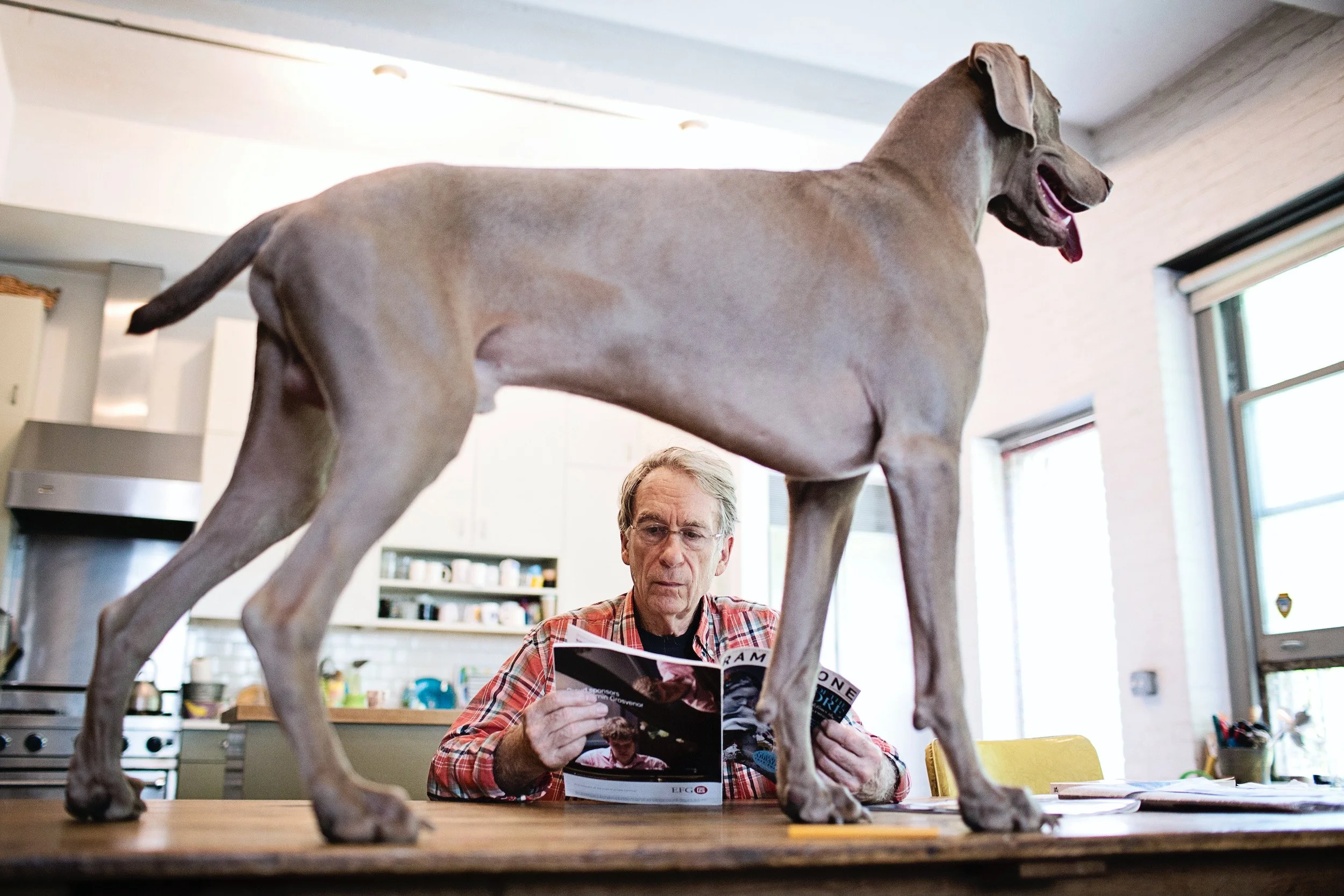 William Wegman.jpeg