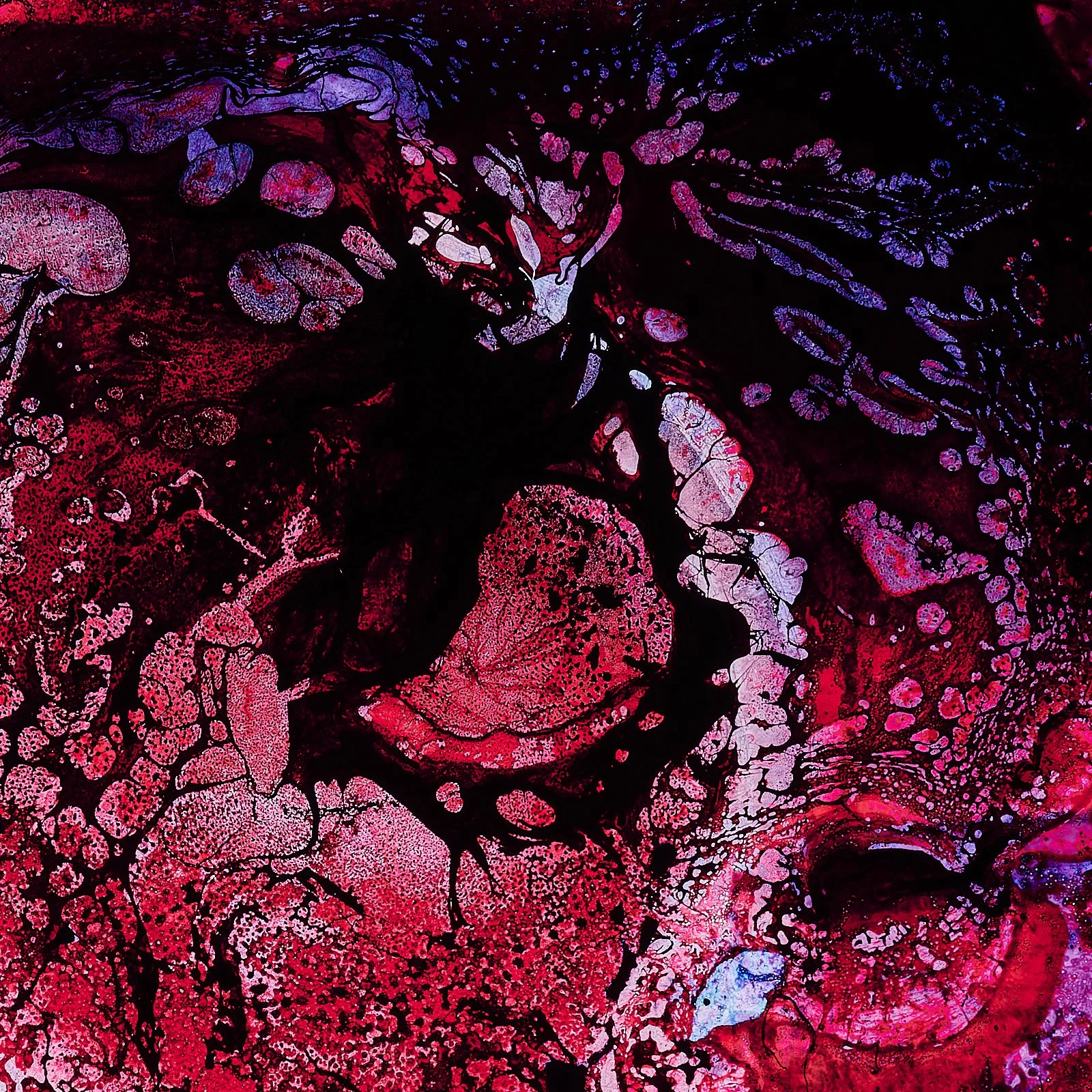 guts_0025.JPG