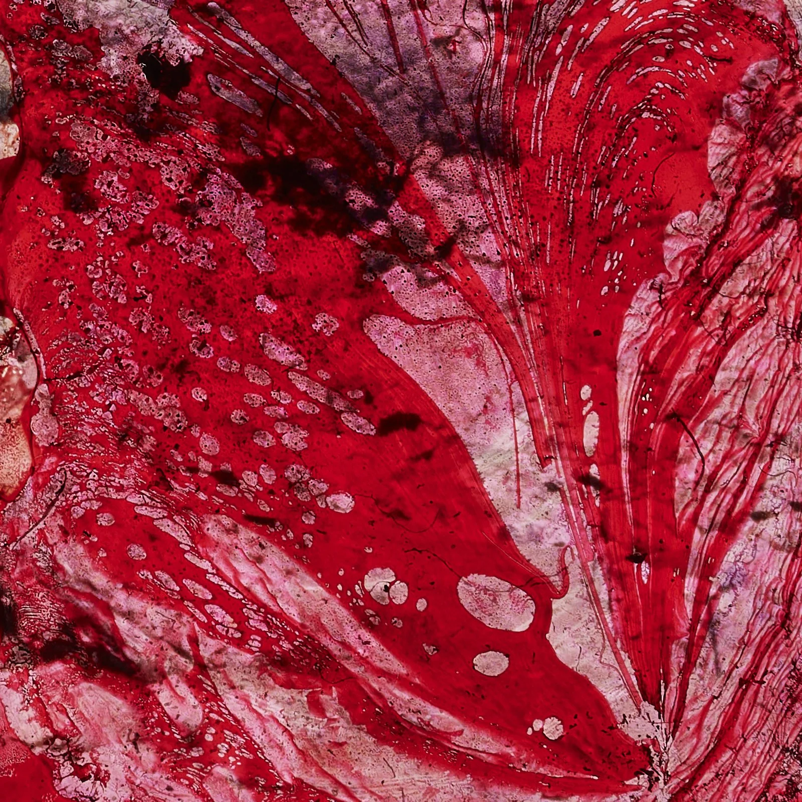 guts_0059.JPG