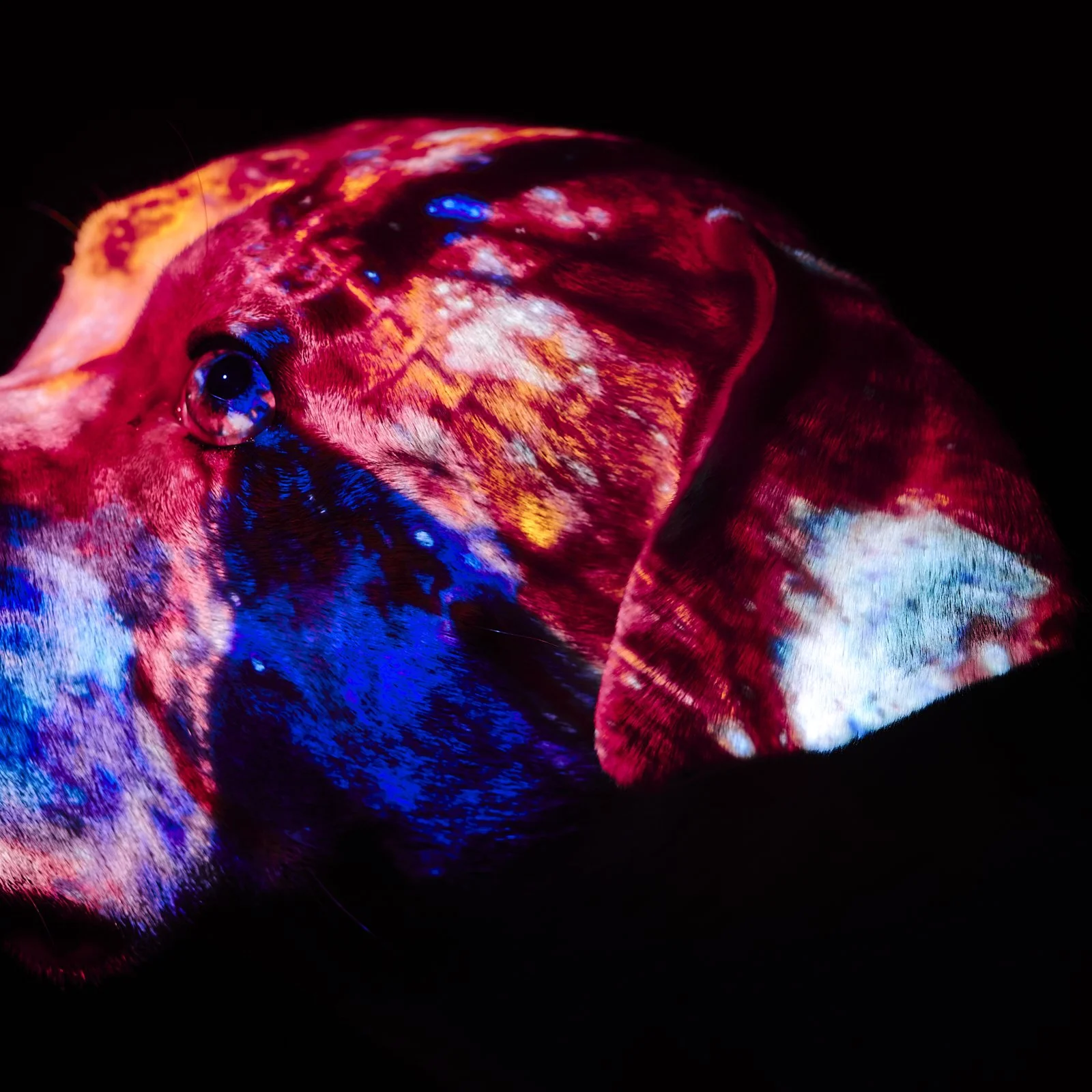 object_0068.JPG