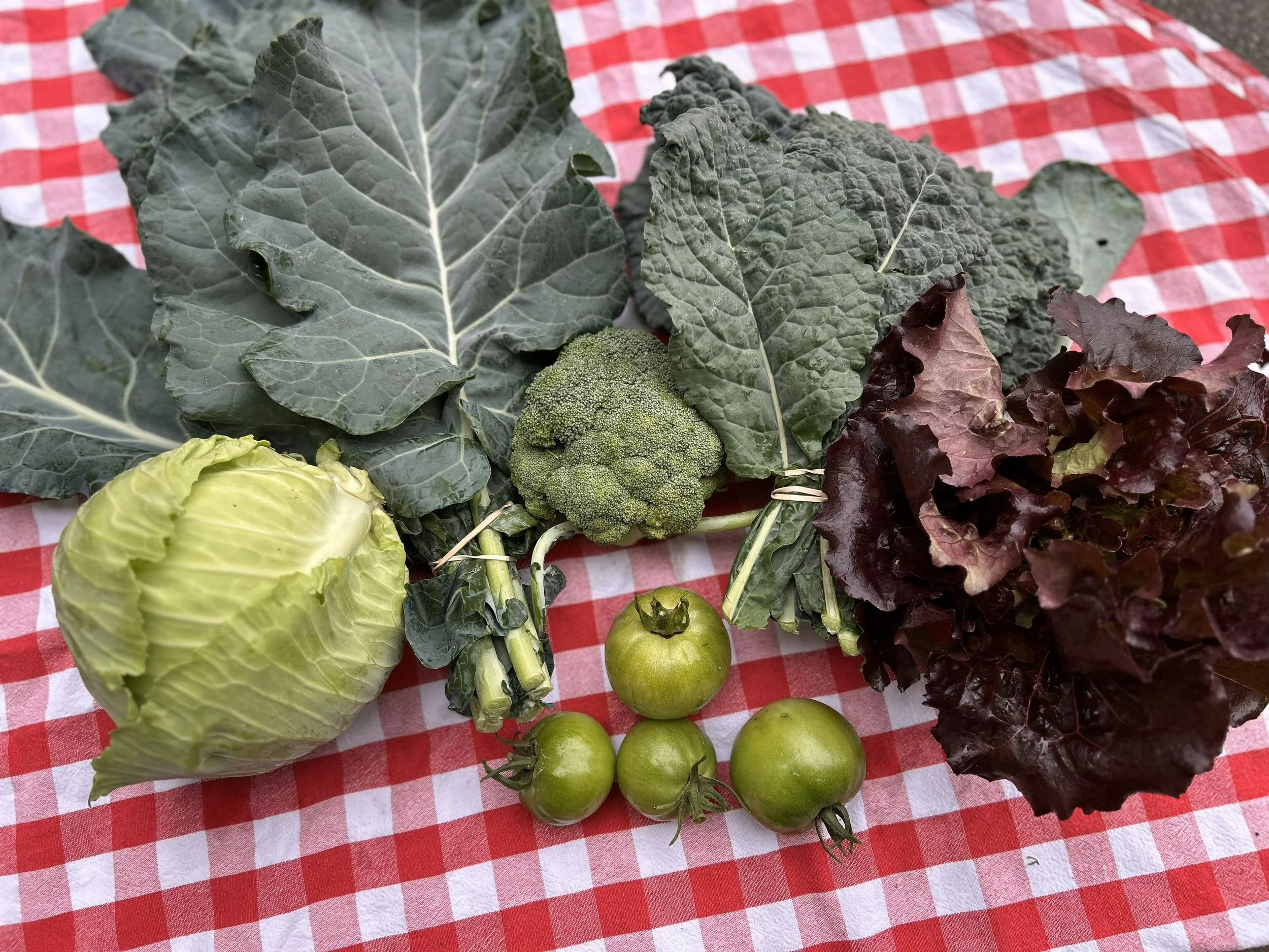 fall+24+csa+week+9.jpg