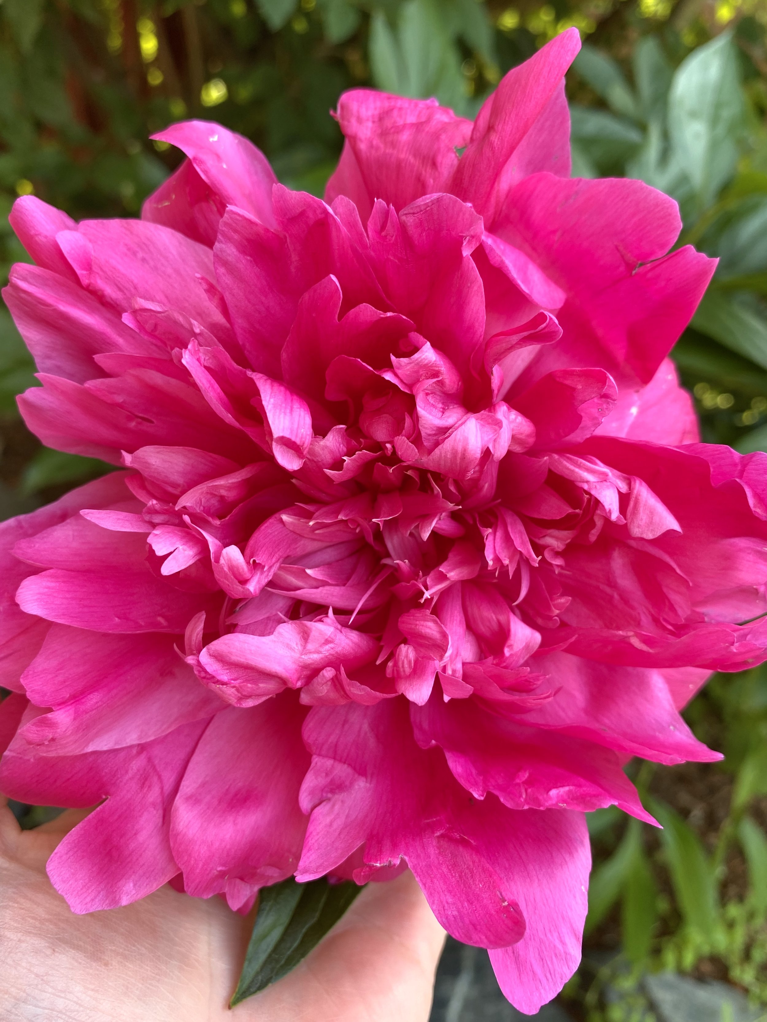 sun spot flower 3.jpg