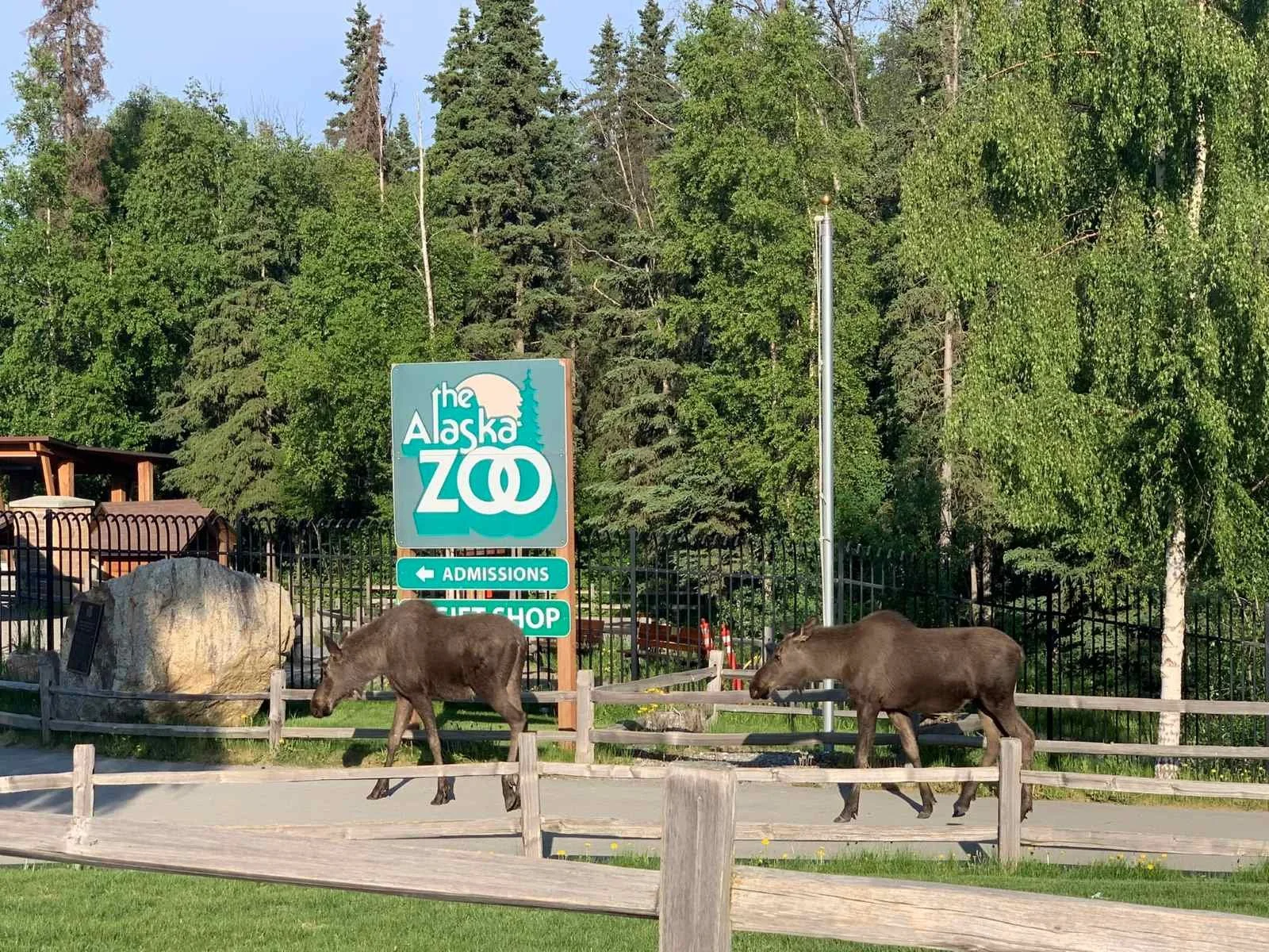 alaska-zoo.jpg