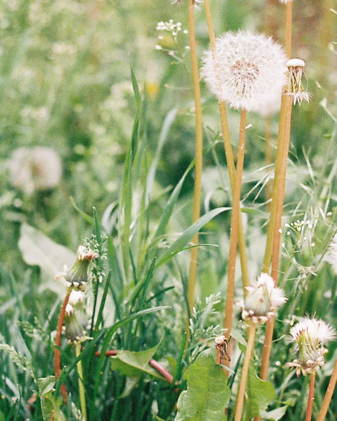 Imagine what the flower ⁠
said to the first human ⁠
who tried to name half of⁠
its petals &lsquo;love me nots&rsquo;&mdash;⁠
⁠
&ldquo;No, that is not how⁠
 anything grows.&rdquo;⁠
⁠
- Andrea Gibson