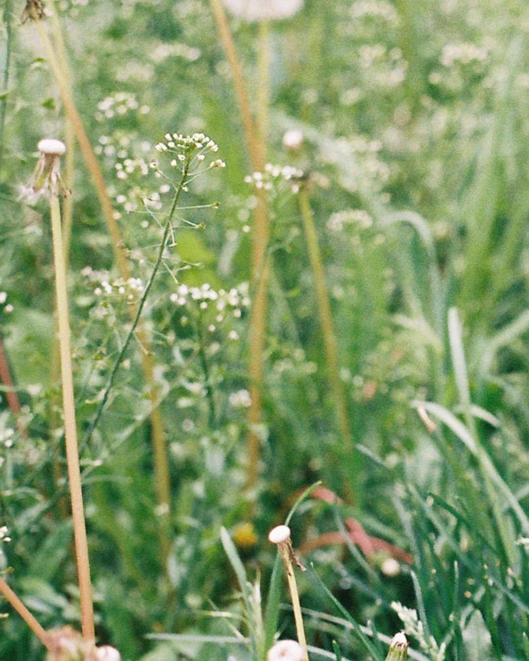 To make a prairie it takes a clover and one bee,⁠
One clover, and a bee.⁠
And revery.⁠
The revery alone will do,⁠
If bees are few.⁠
⁠
- Emily Dickinson