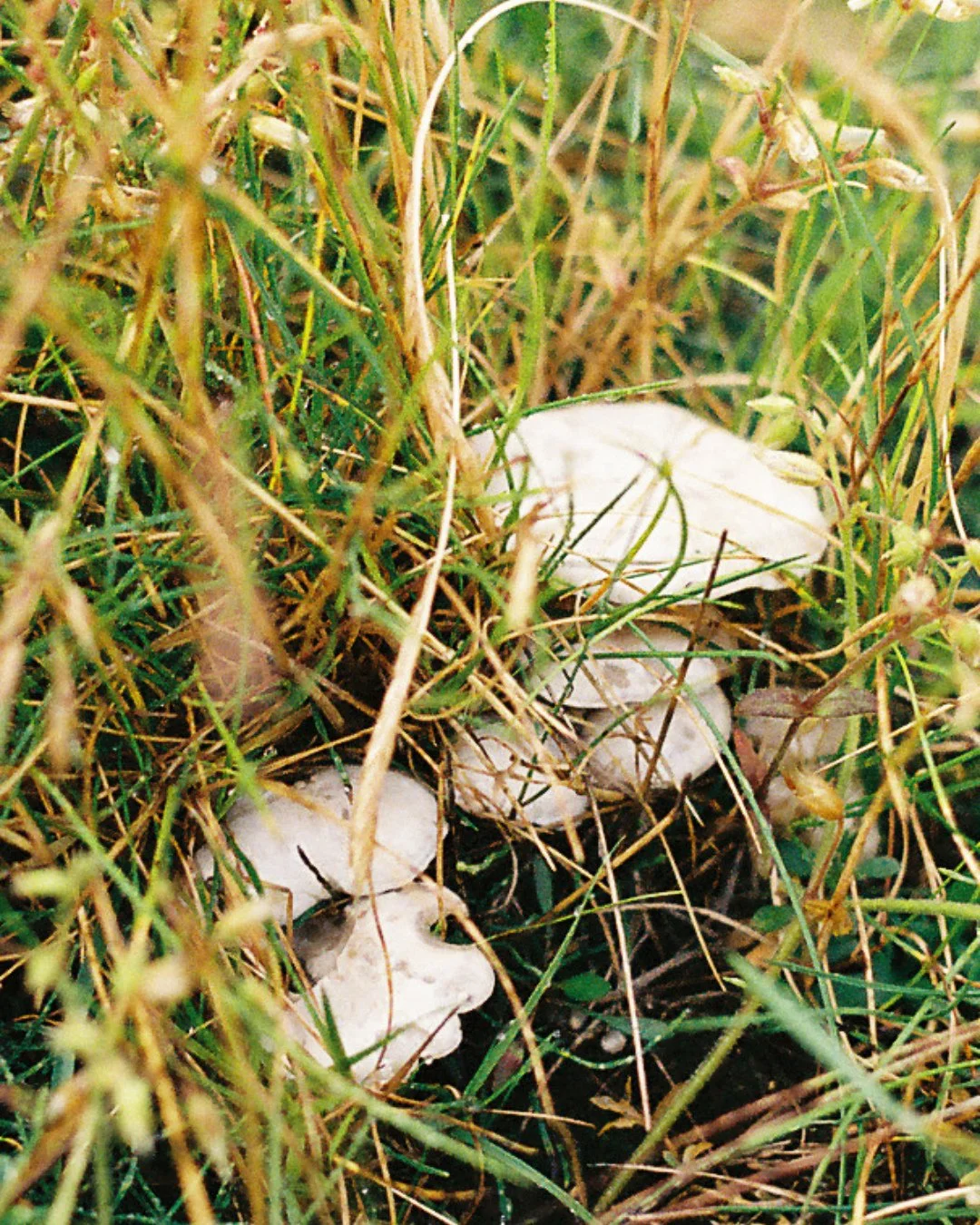 The Mushroom is the Elf of Plants -⁠
At Evening, it is not⁠
At Morning, in a Truffled Hut⁠
It stop opon a Spot⁠
⁠
As if it tarried always⁠
And yet it&rsquo;s whole Career⁠
Is shorter than a Snake&rsquo;s Delay -⁠
And fleeter than a Tare -⁠
⁠
&rsquo;T
