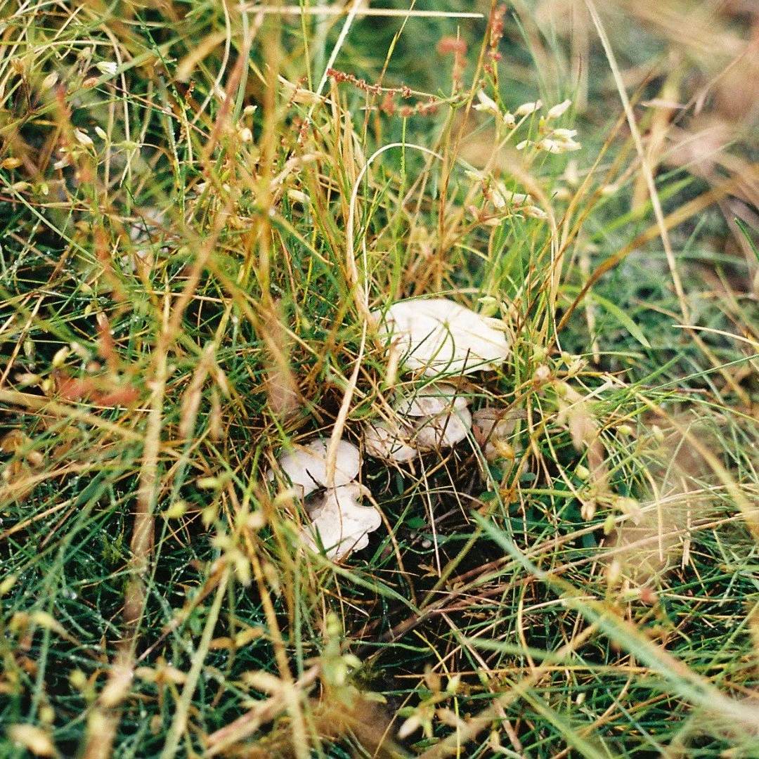 {feed palette cleanser}⁠
⁠
"The mushroom is the elf of plants,⁠
At evening it is not;⁠
At morning in a truffled hut⁠
It stops upon a spot⁠
⁠
As if it tarried always;⁠
And yet its whole career⁠
Is shorter than a snake's delay,⁠
And fleeter than a
