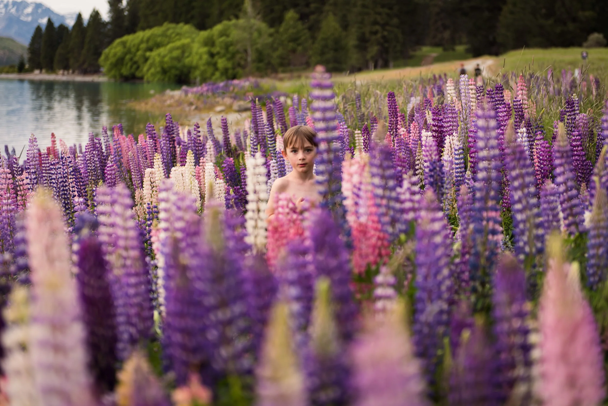Lupins-020.jpg