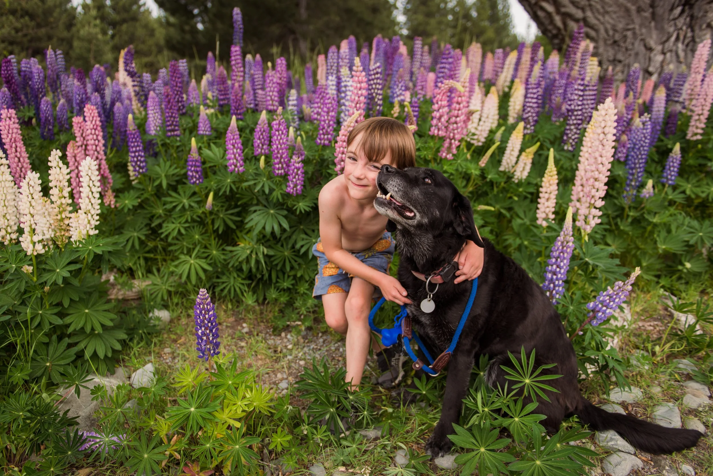 Lupins-055.jpg