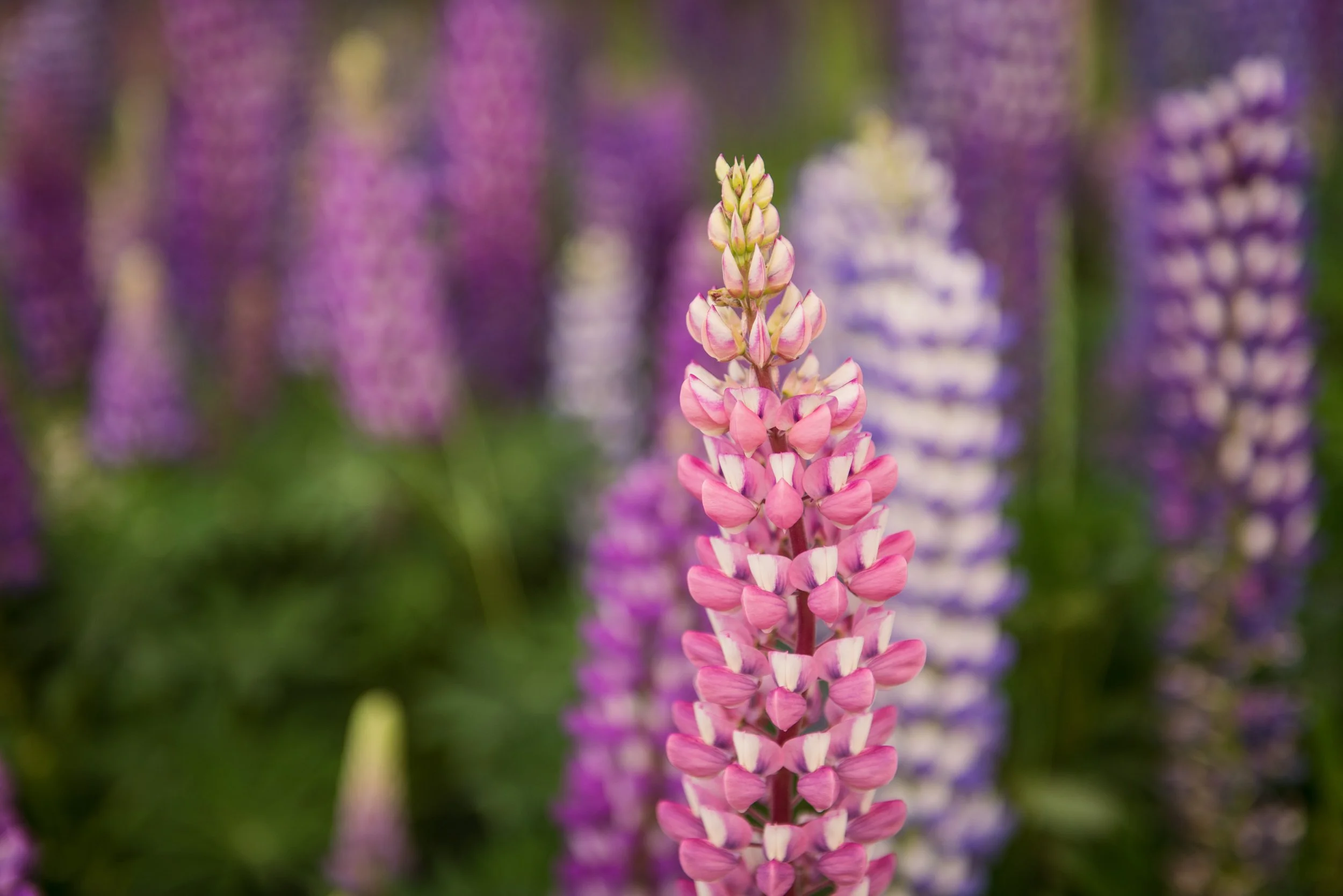 Lupins-057.jpg