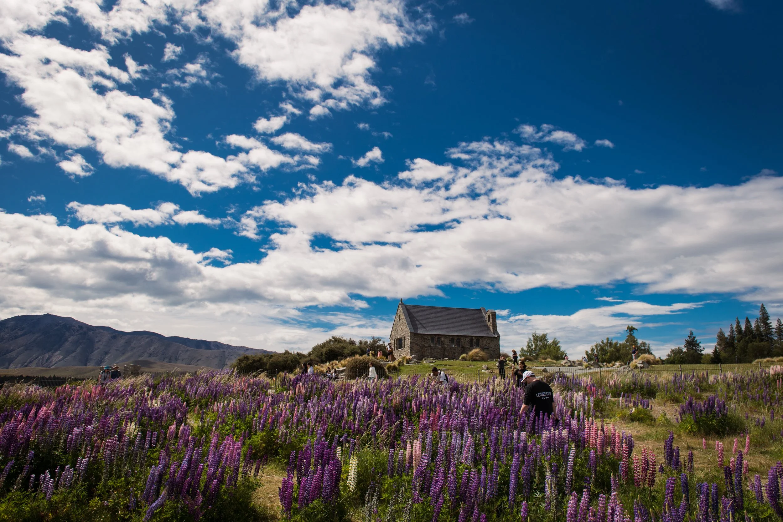 Lupins-073.jpg