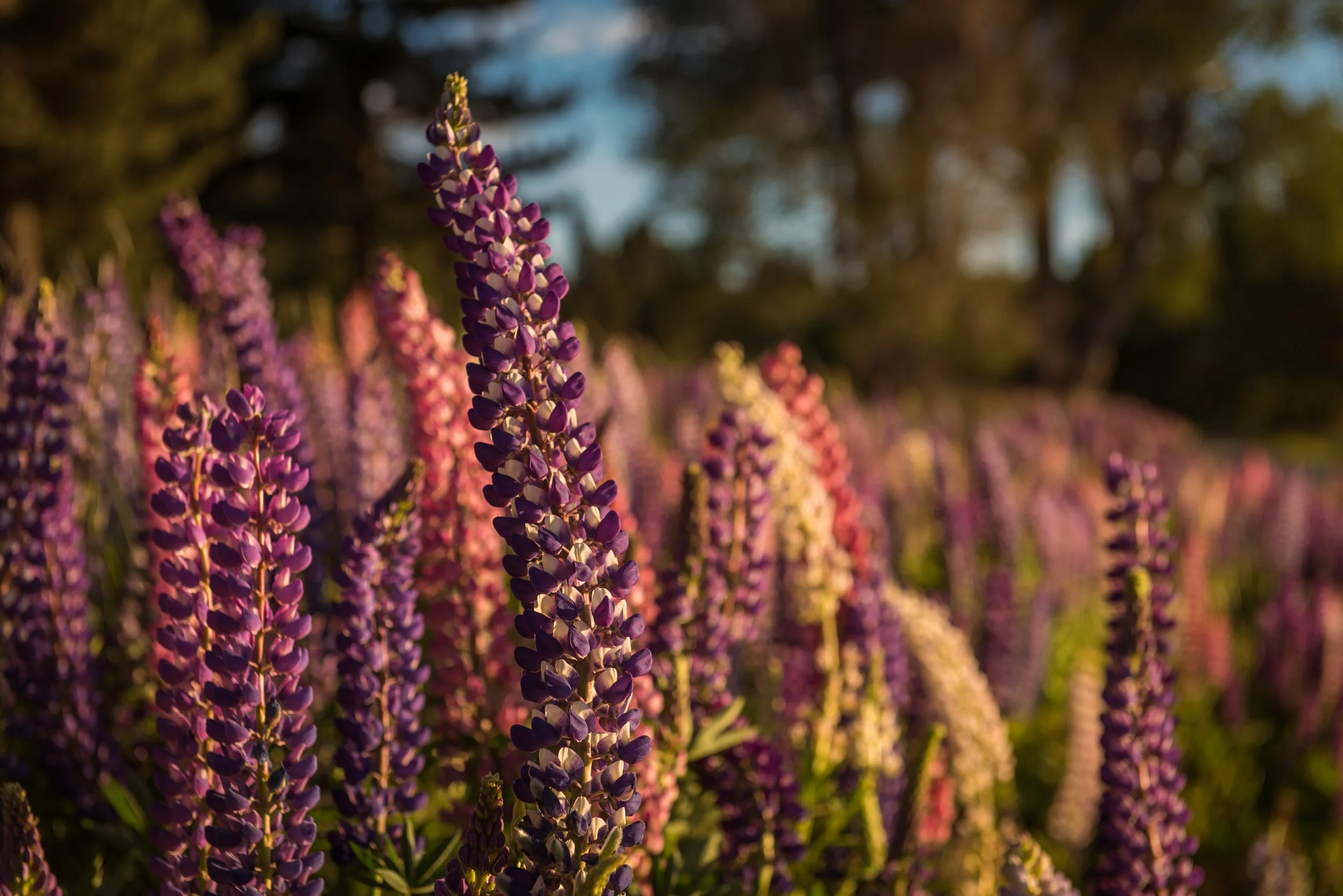 Lupins-097.jpg