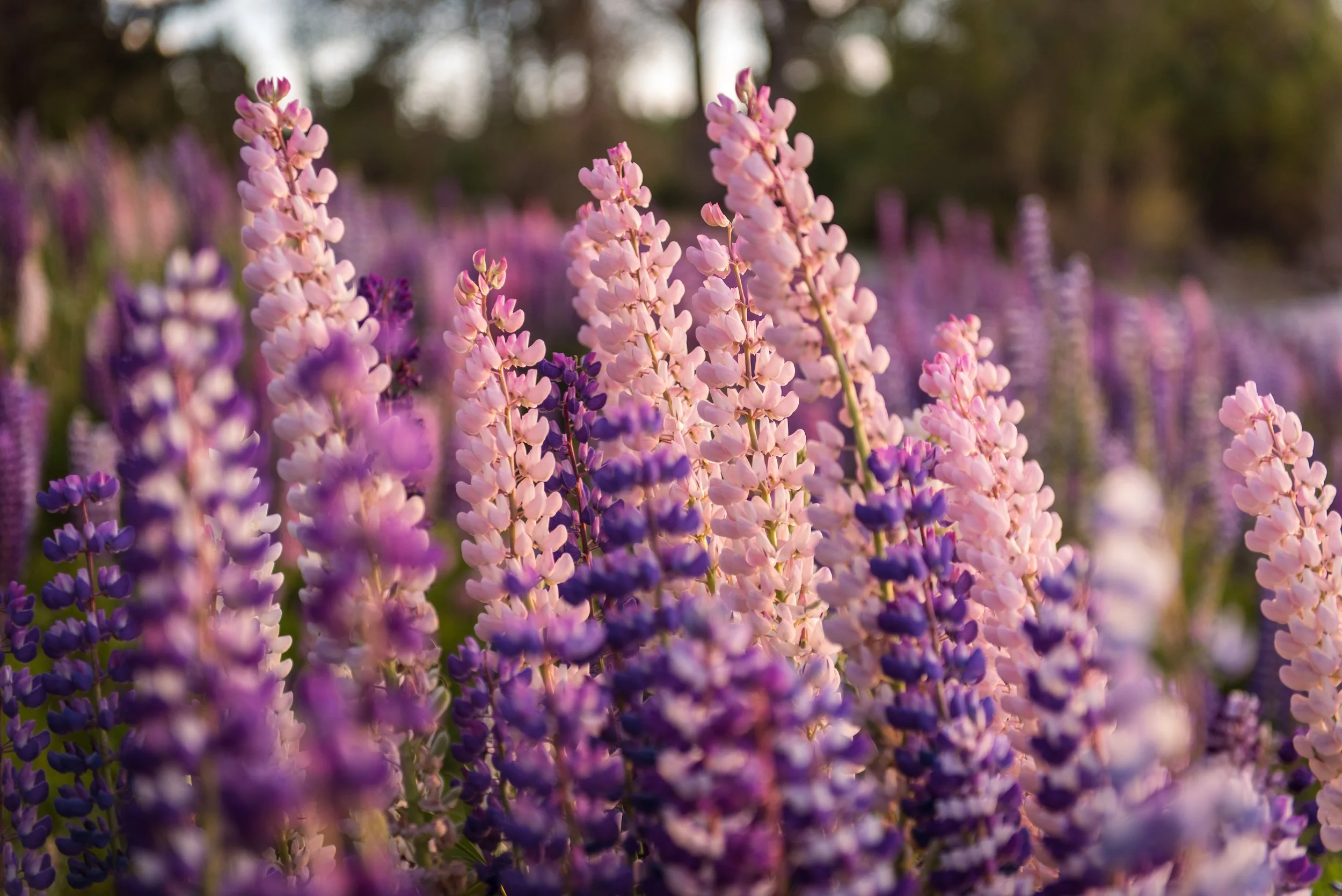 Lupins-101.jpg
