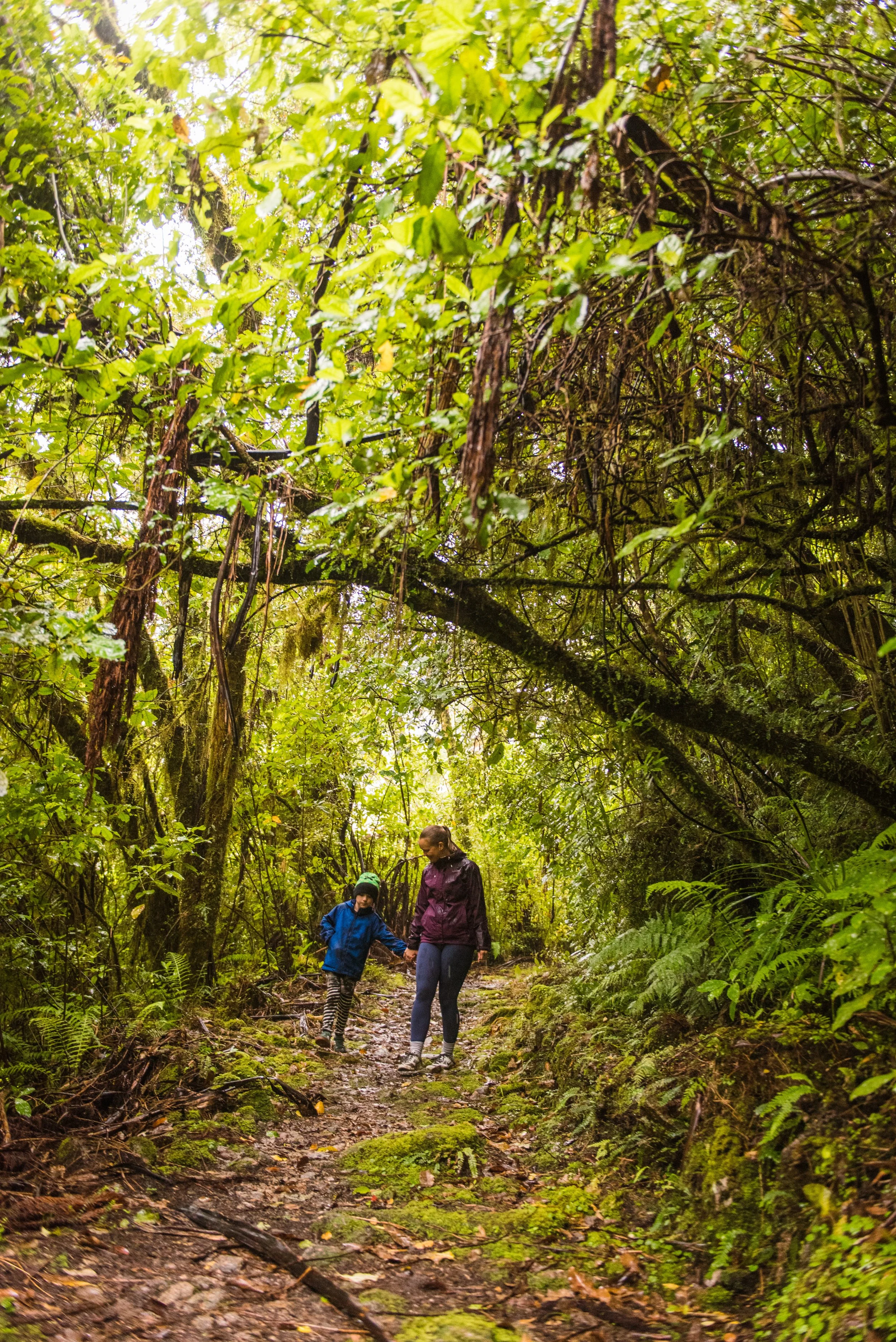 Mum and son walking on the west coast og New Zealand in green bush