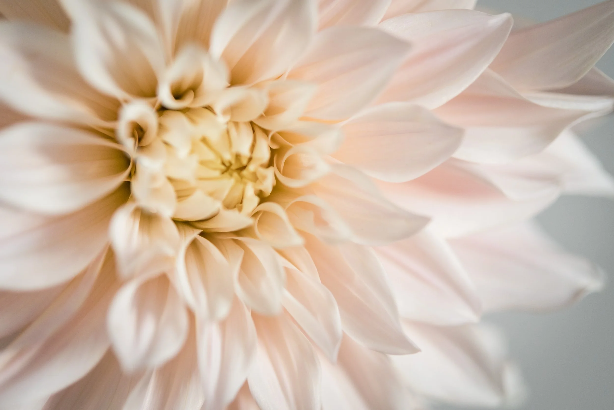 Cafe Au Lait Dahlia