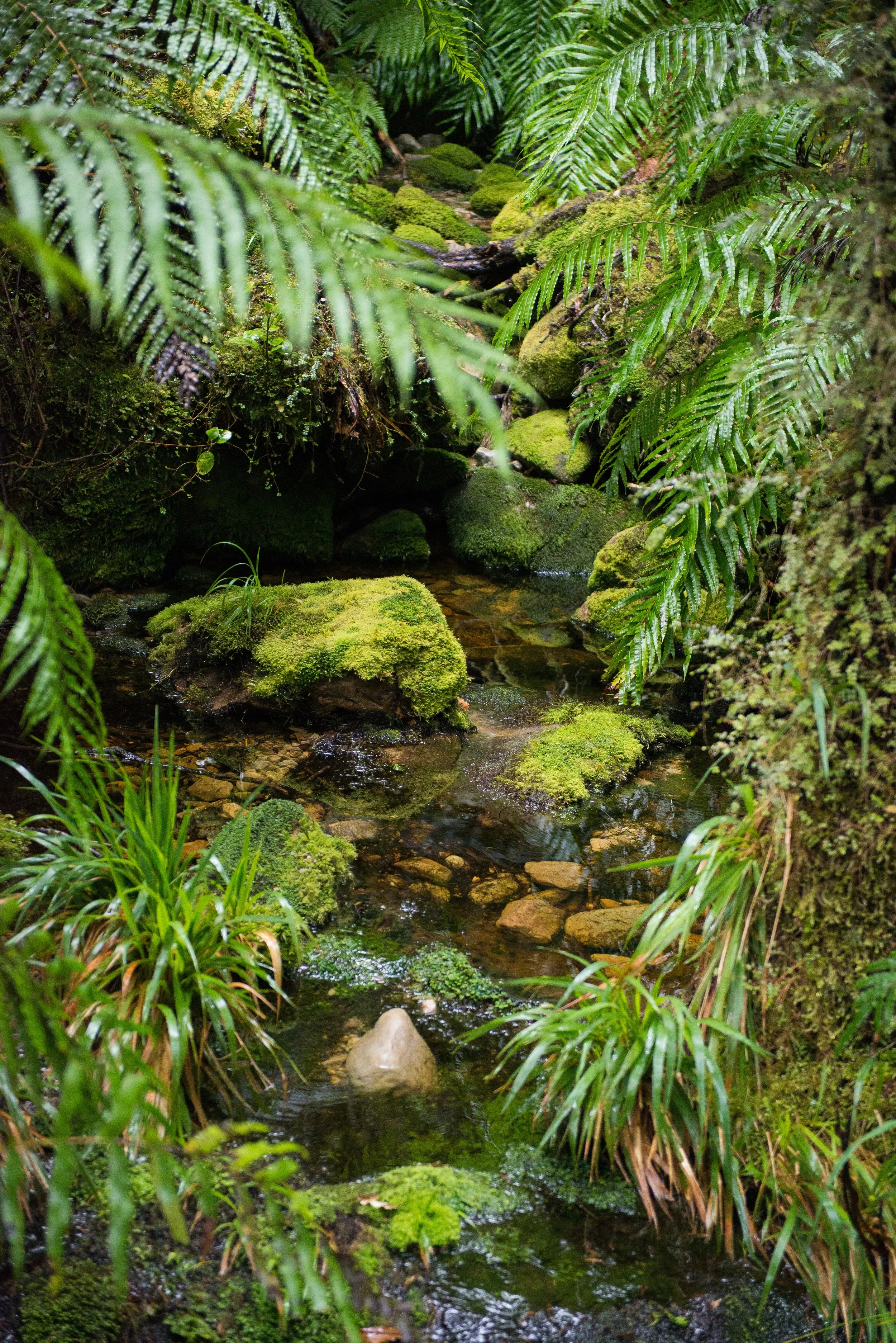 stream amongst native bush