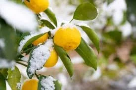 frosted lemon tree with fresh lemons on branches