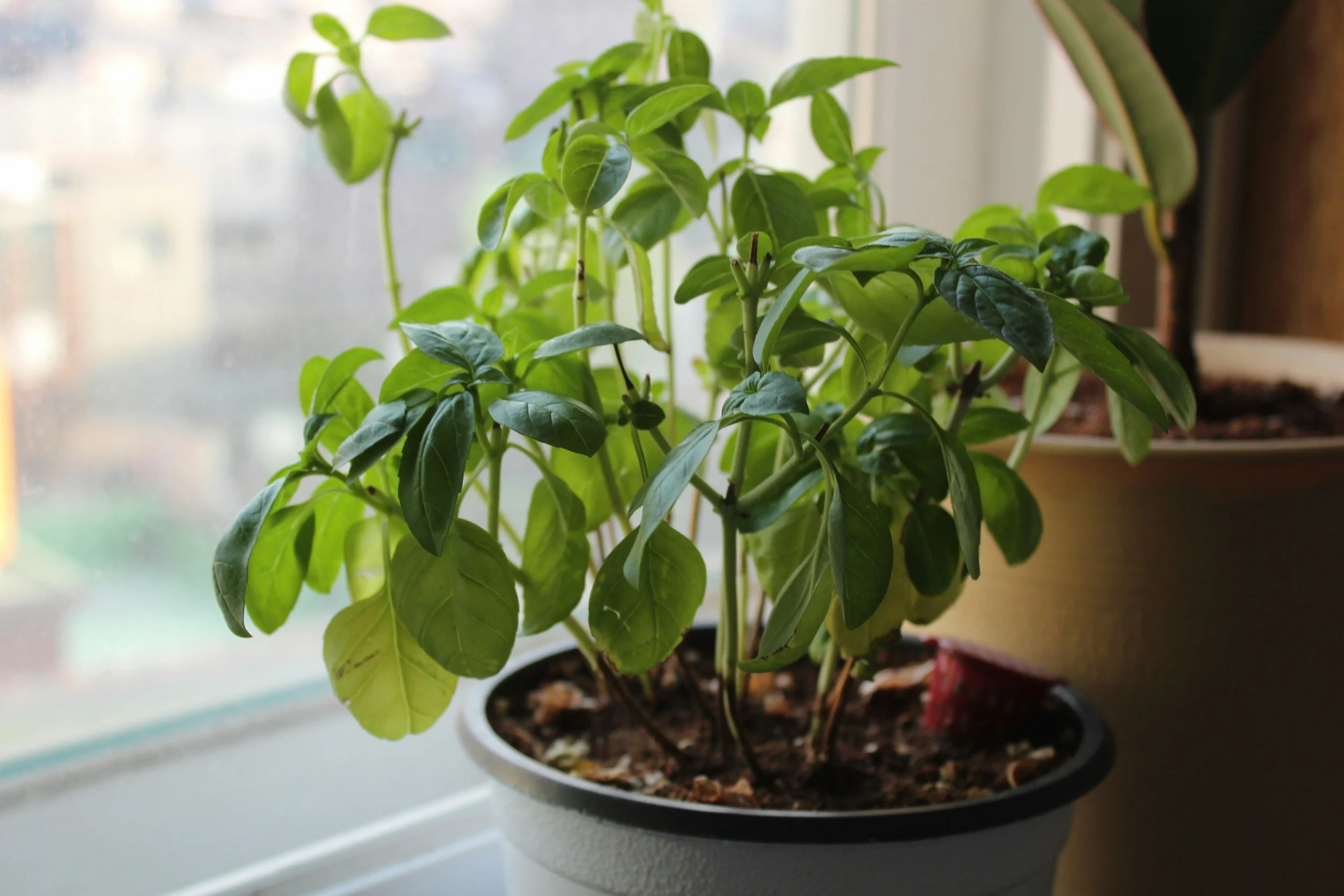 Basil Plant by windowsill