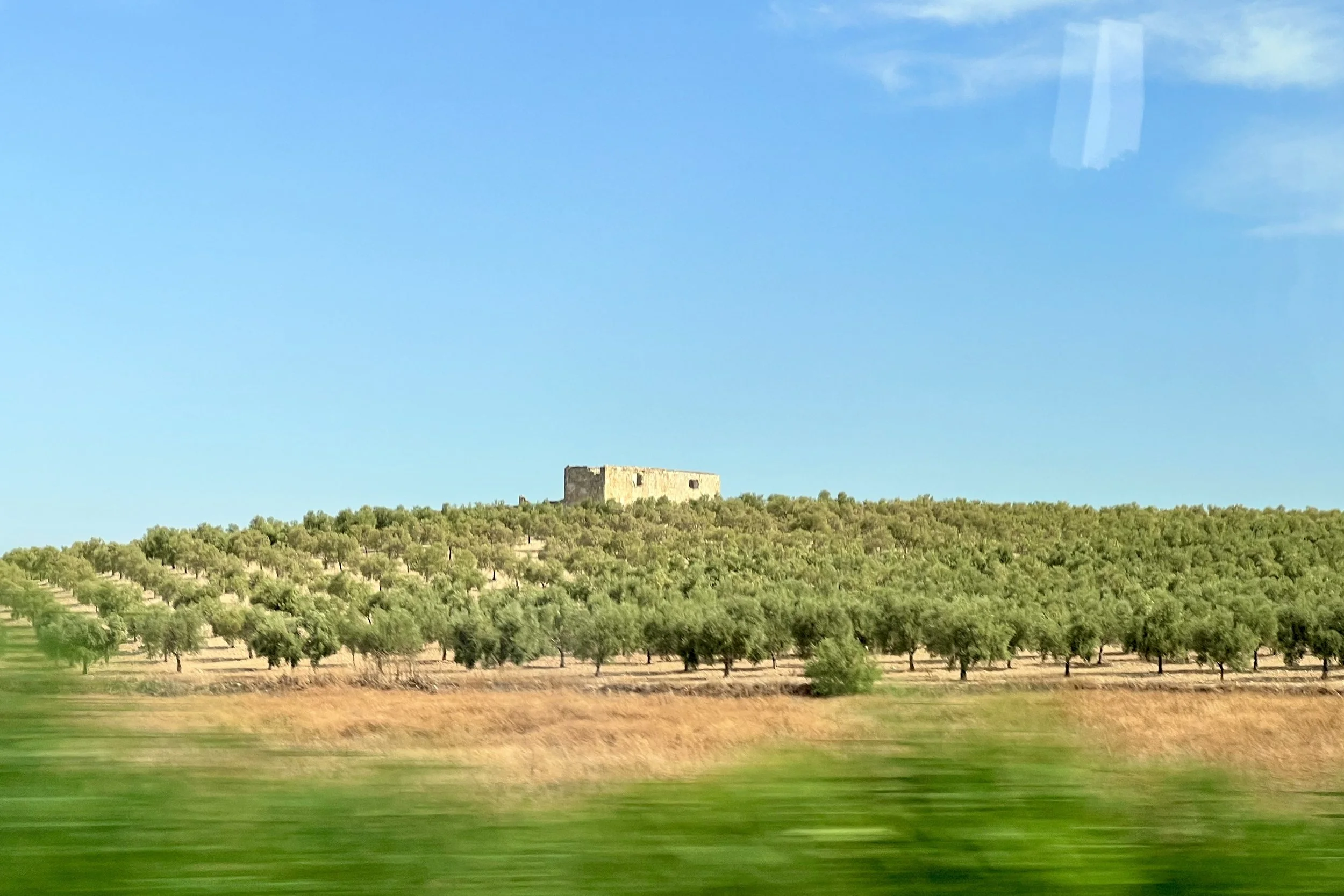 The Spanish Olive: a Taste of History, Culture, and Tradition