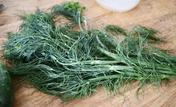FreshDill.jpg