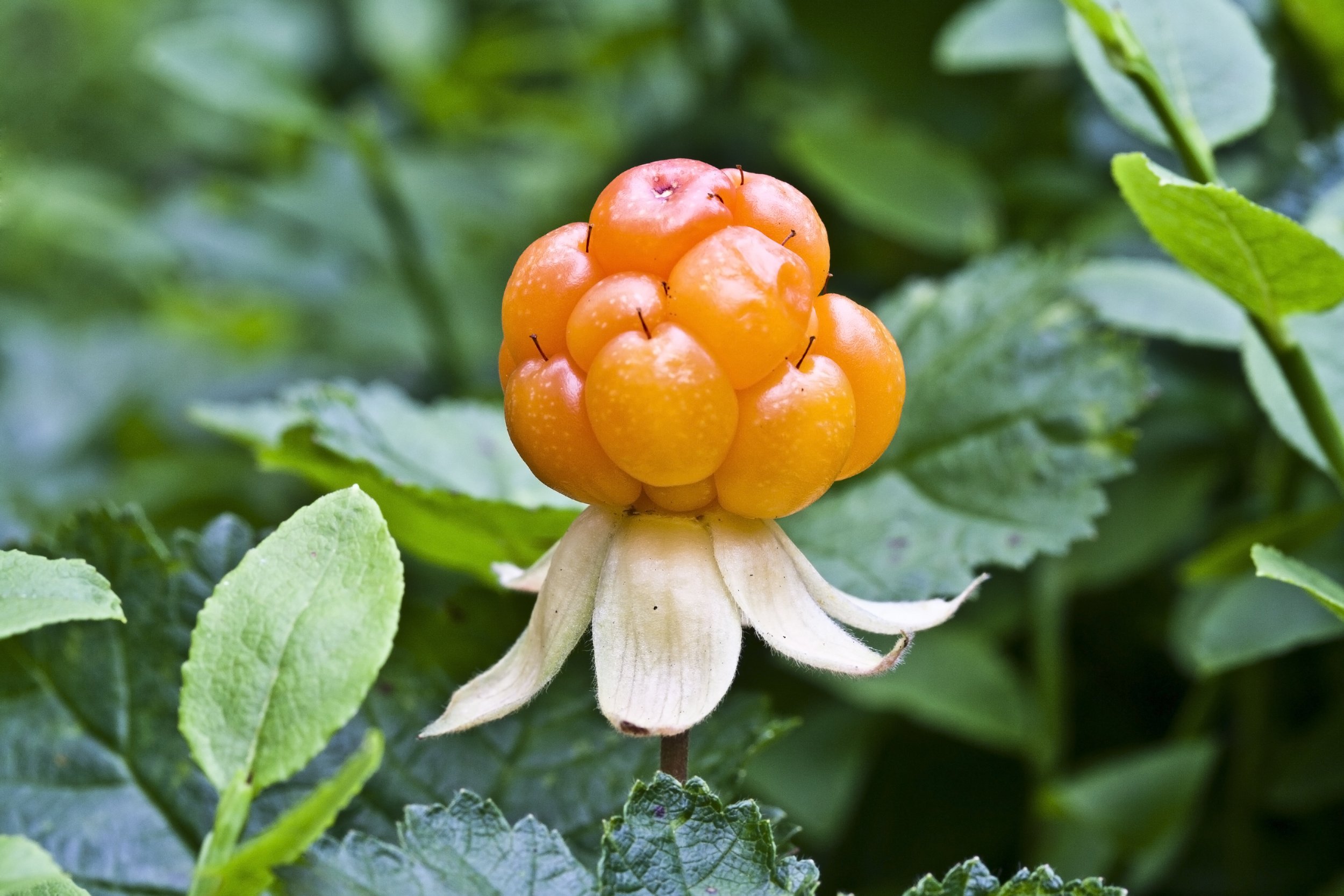 Cloudberry Plant Zone