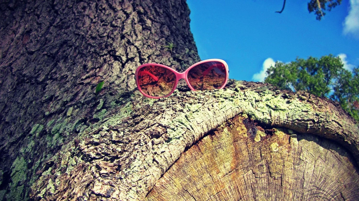 Pink sunglasses on a tree against blue skies